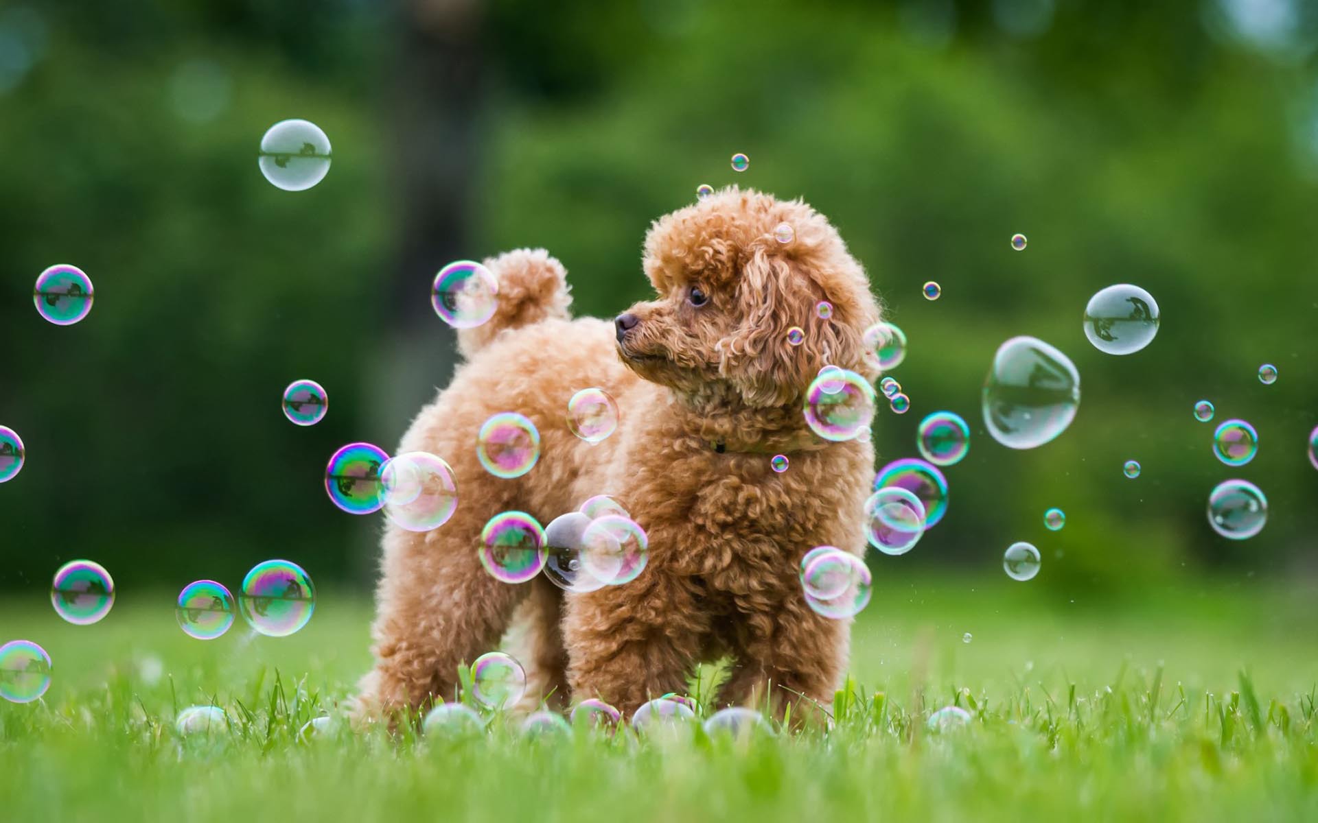 Poodle Dog Wallpaper Poodle HD Wallpaper