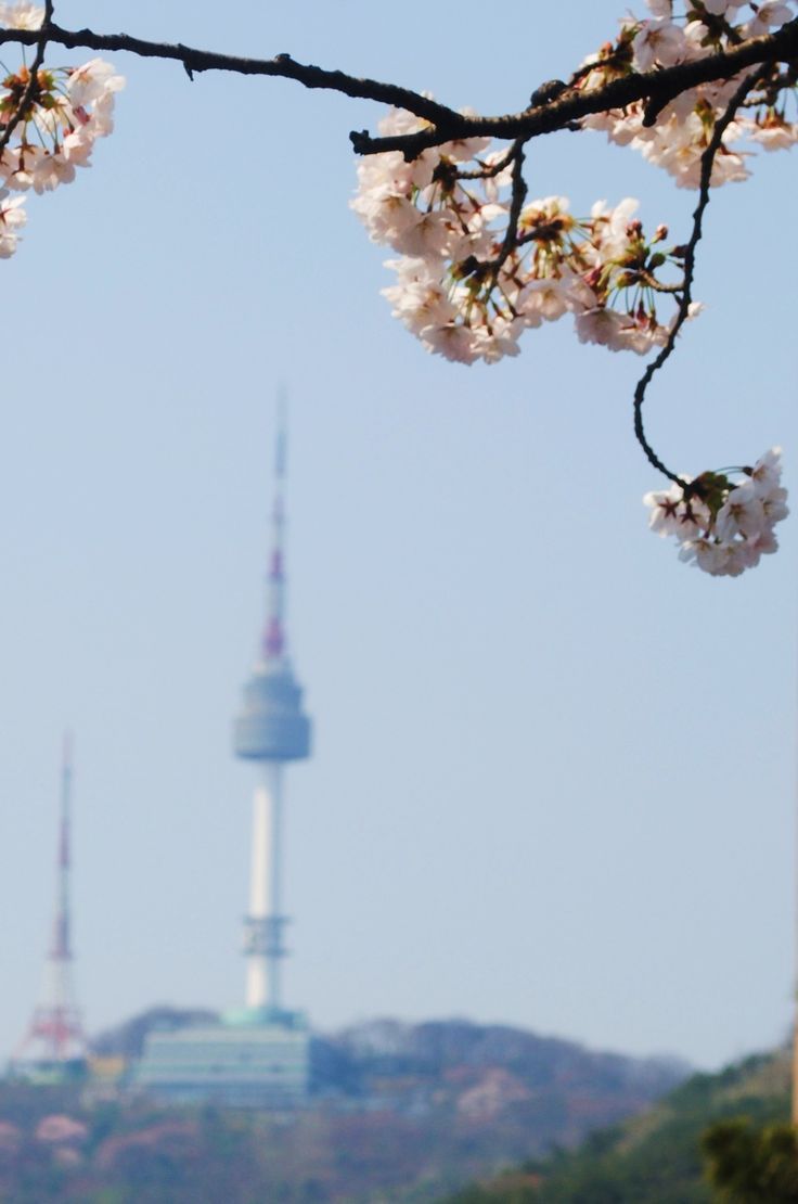 Seoul Tower during Cherry Blossom Season, Seoul, South Korea. South korea seoul, Korea wallpaper, Namsan tower