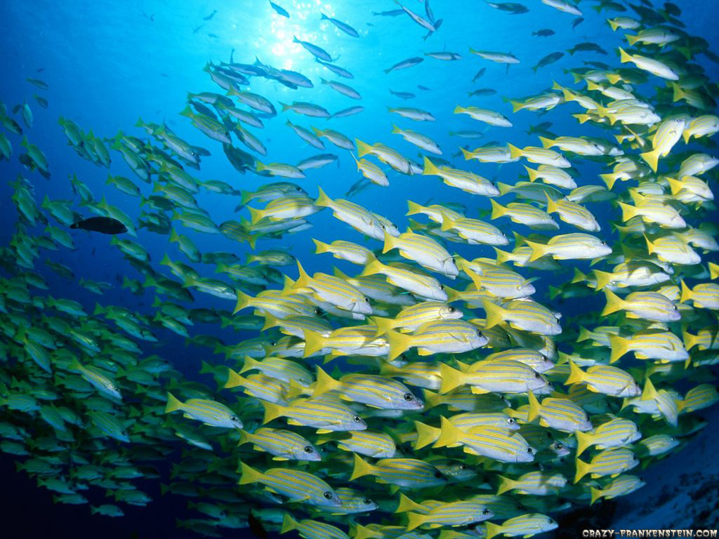 Perch Wallpapers - Wallpaper Cave