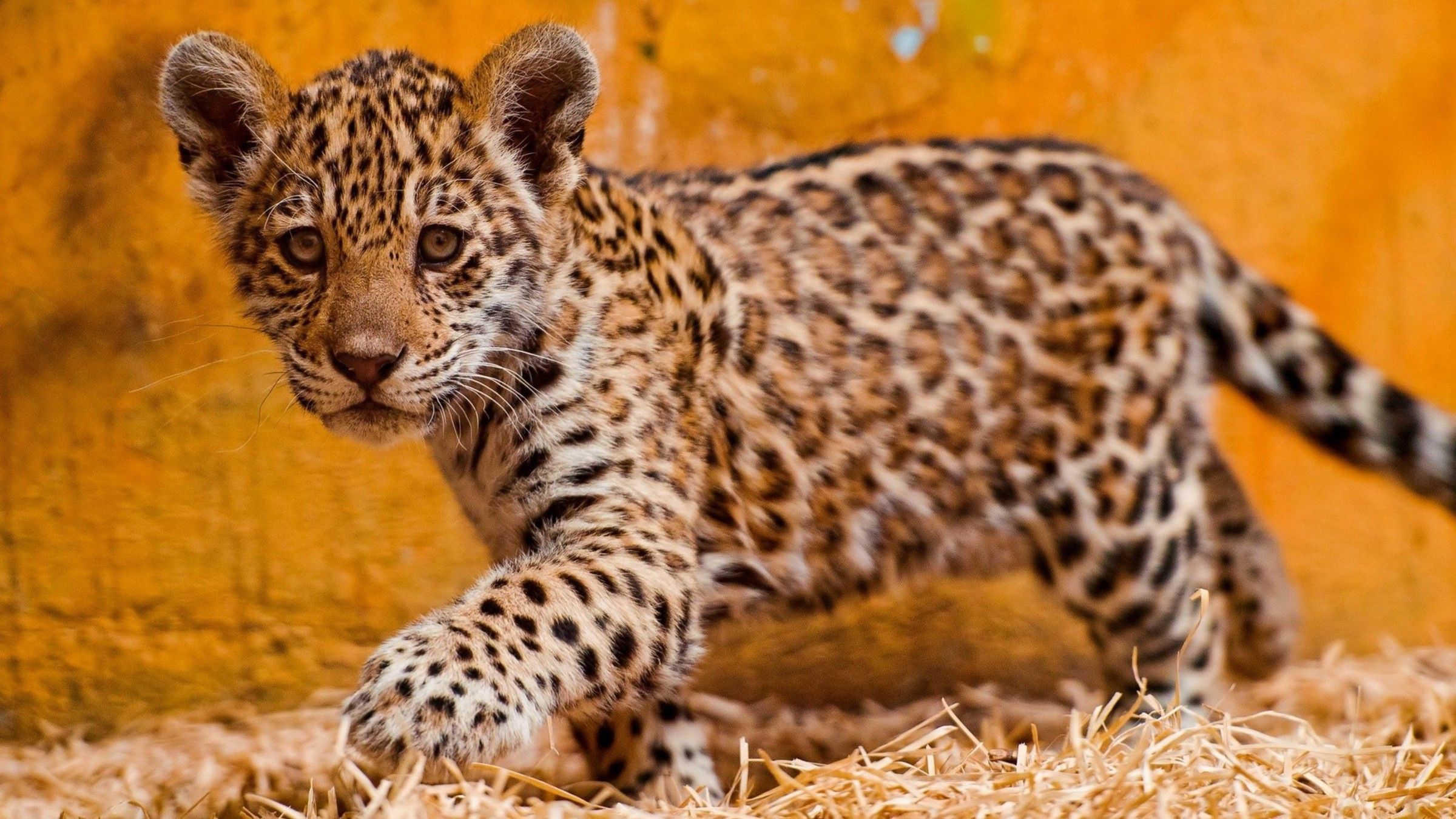 Baby Jaguar Wallpaper Free Baby Jaguar Background