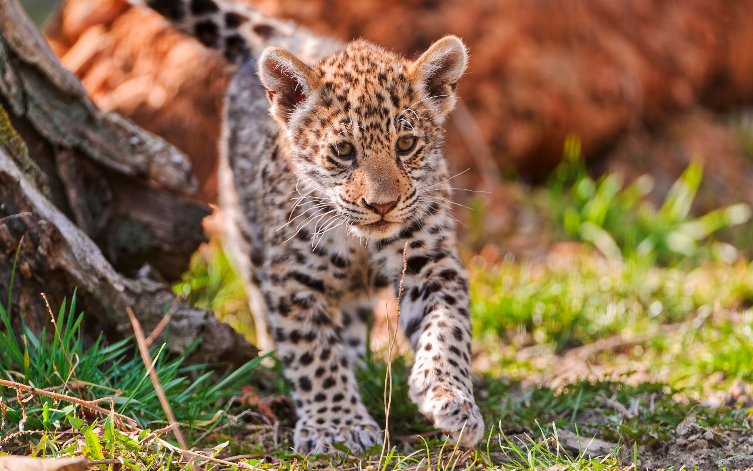 Baby JAGUARS. jaguar baby. HD Wallpaper. Jaguar animal, Animal picture, Animals
