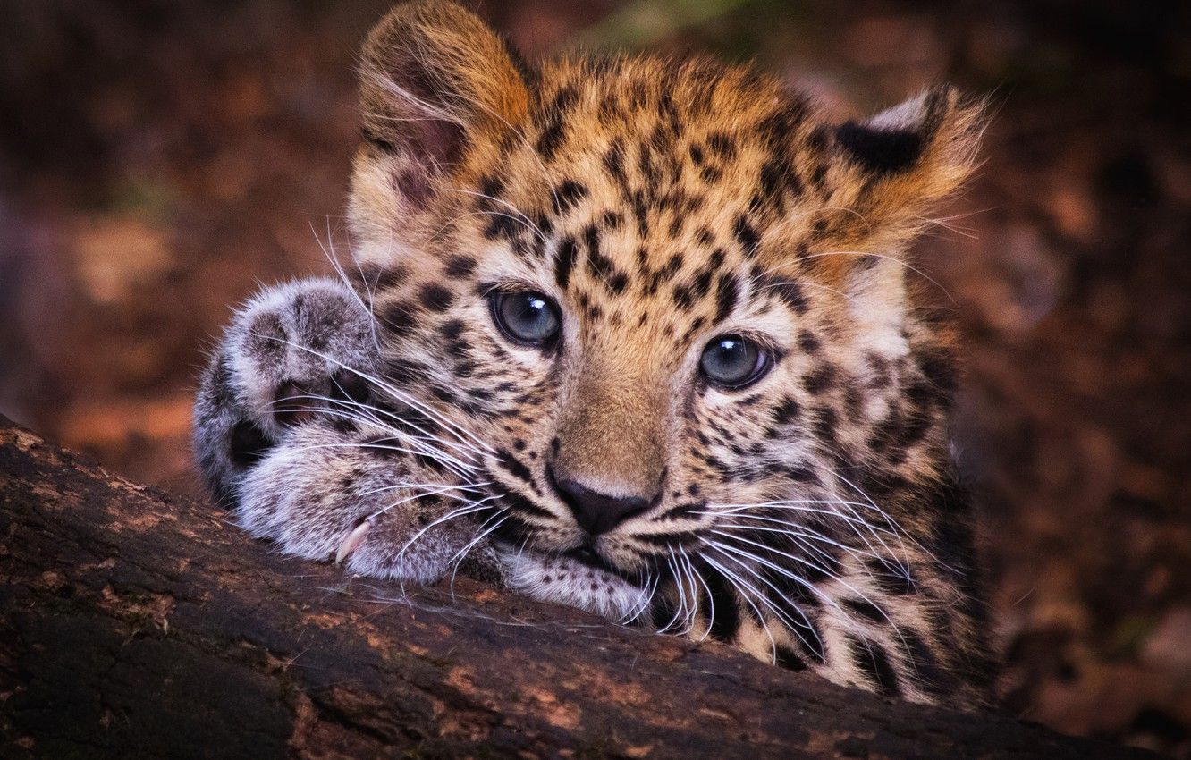 Baby Leopard Wallpaper Free Baby Leopard Background