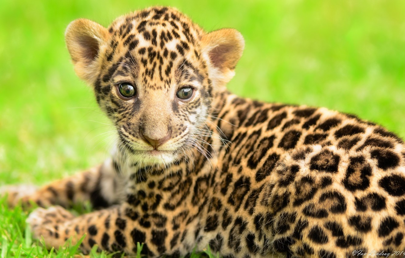 Wallpaper predator, baby, muzzle, spot, Jaguar, cub, kitty, wild cat image for desktop, section кошки