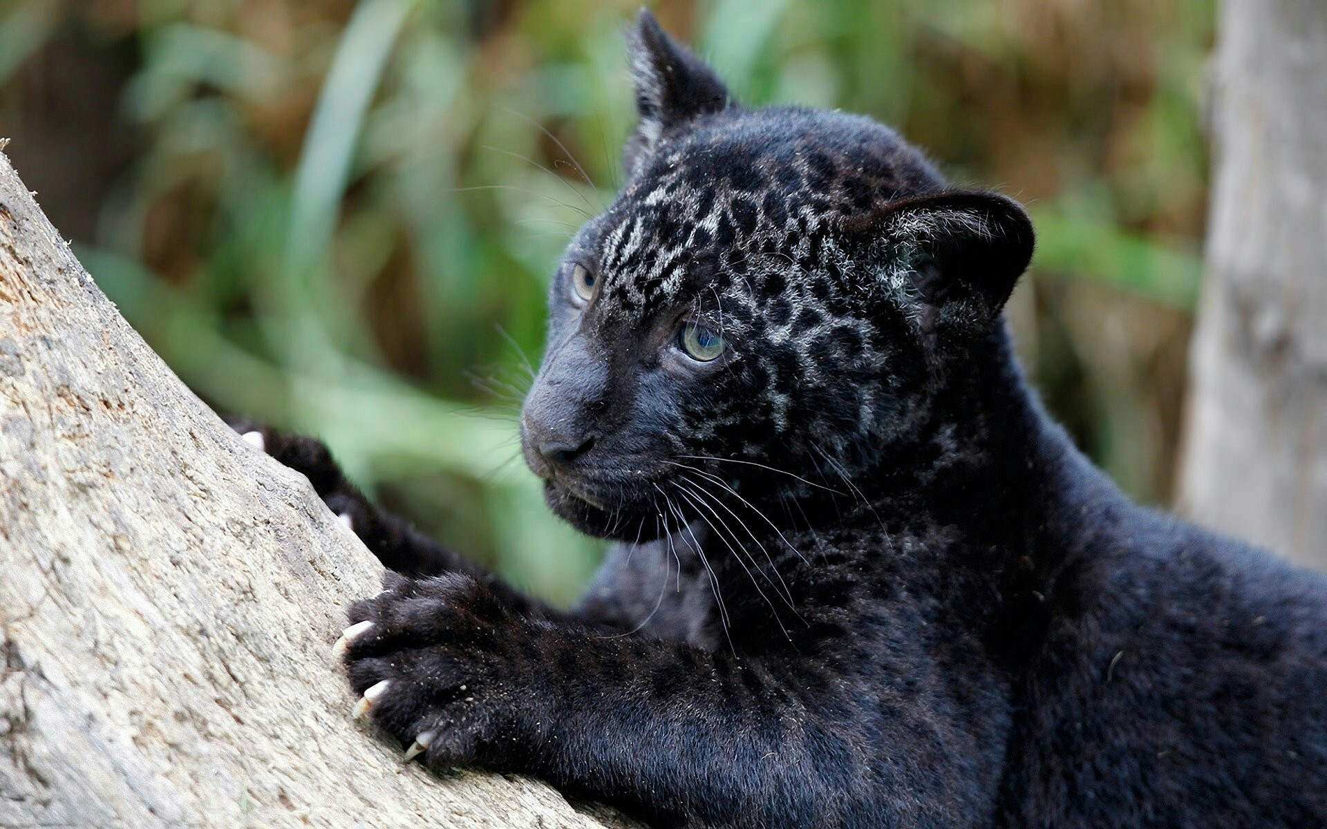 Charming Black Baby Leopard Black Jaguar Animal