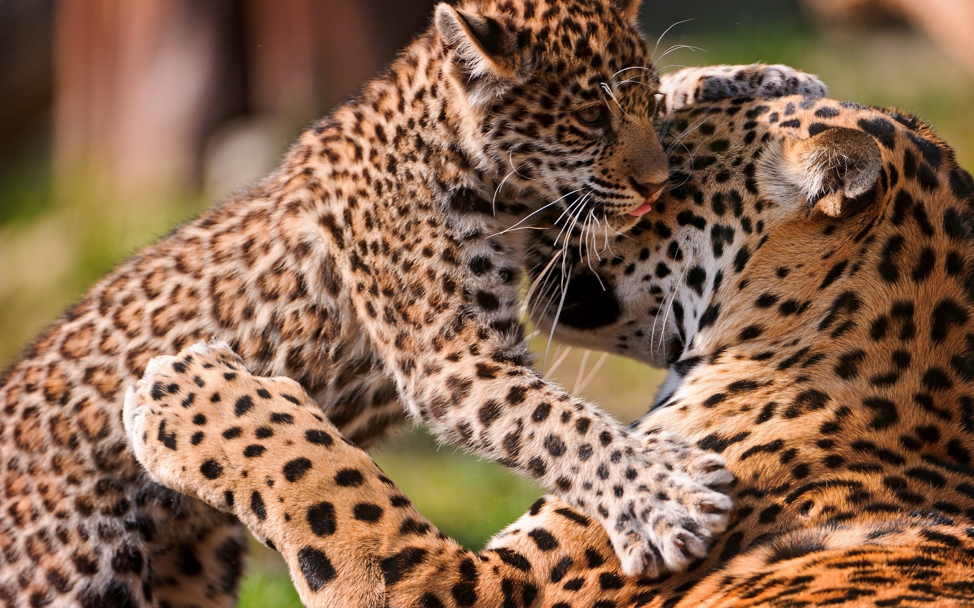 jaguar, Jaguars, Cat, Baby Wallpaper HD / Desktop and Mobile Background