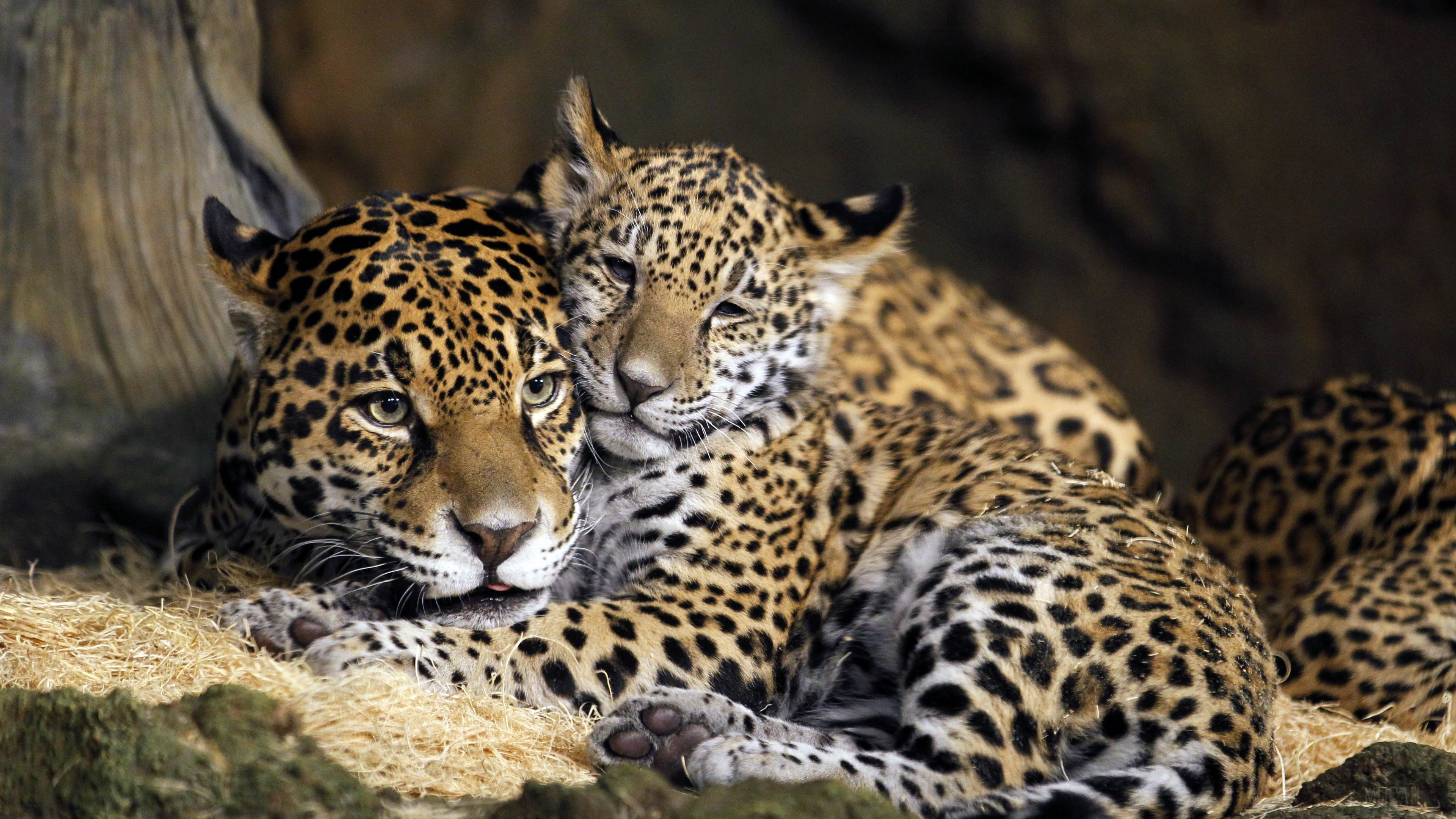 Baby Animal, Big Cat, Cub, Jaguar, Wildlife, predator 4k wallpaper. Mocah HD Wallpaper
