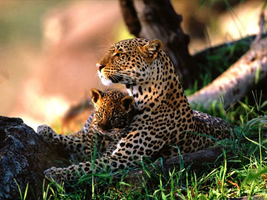 Baby Jaguar In The Wild HD Wallpaper