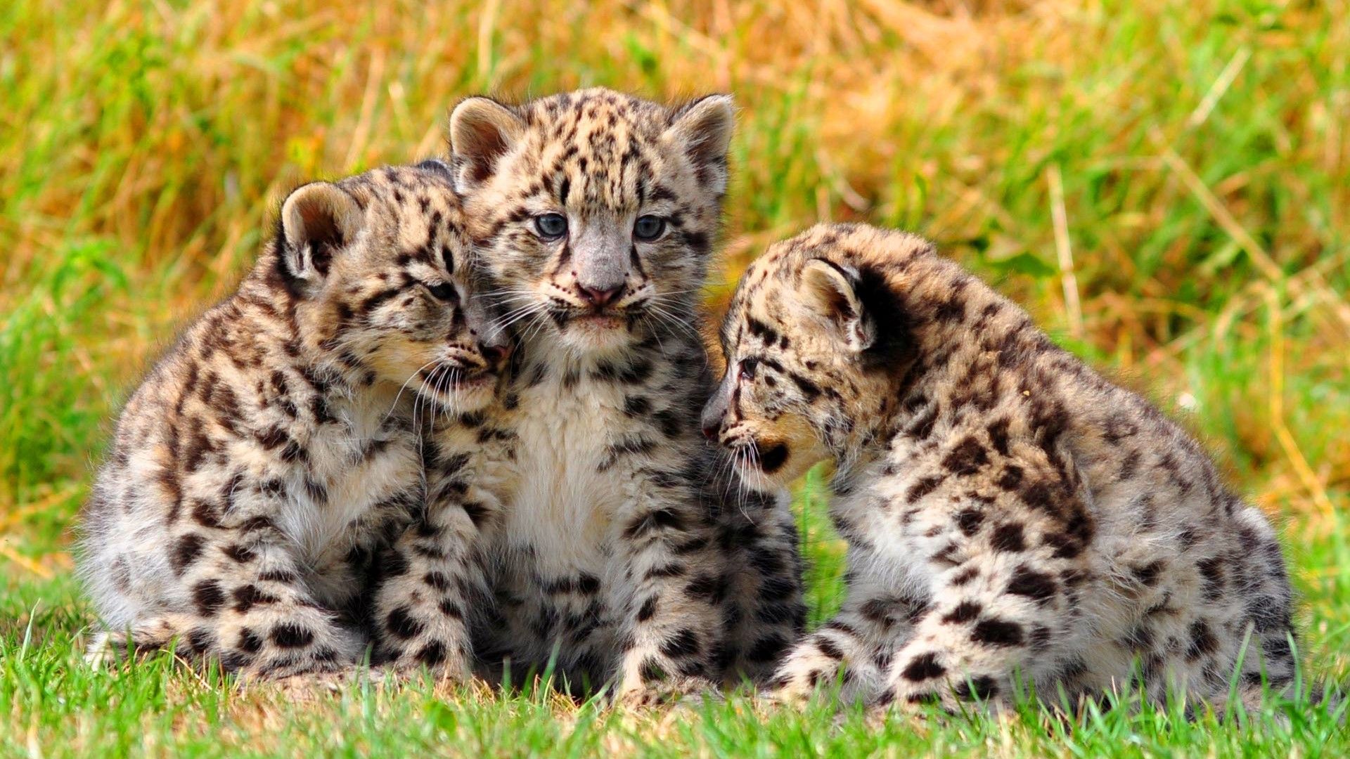 Cute Baby Leopard Wallpaper Free Cute Baby Leopard Background