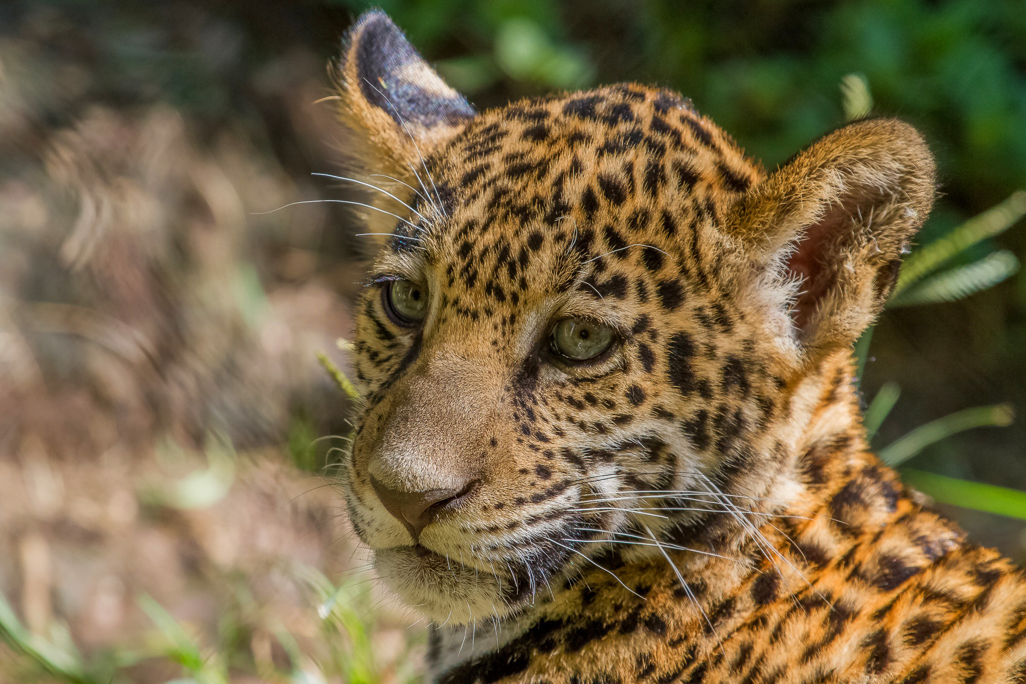 jaguar, Cub, Cat, Wild, Cat, Muzzle, Baby Wallpaper HD / Desktop and Mobile Background