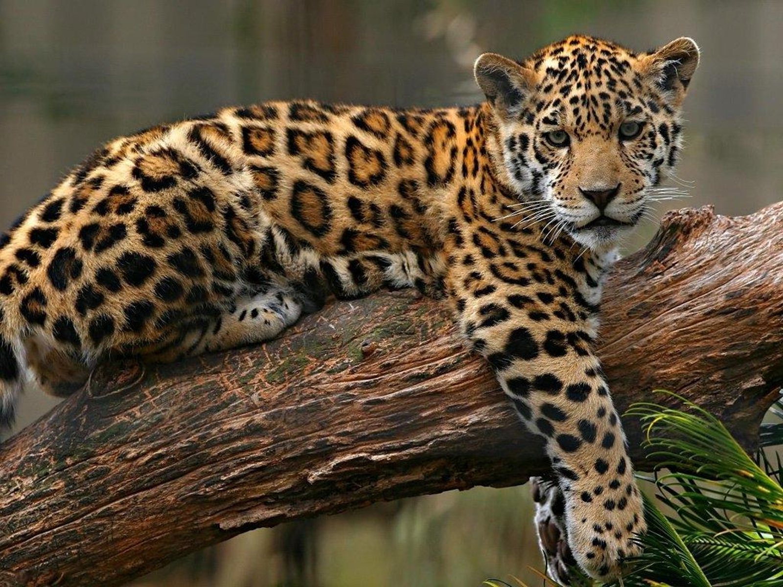 Baby Jaguar Sitting On Tree HD Wallpaper