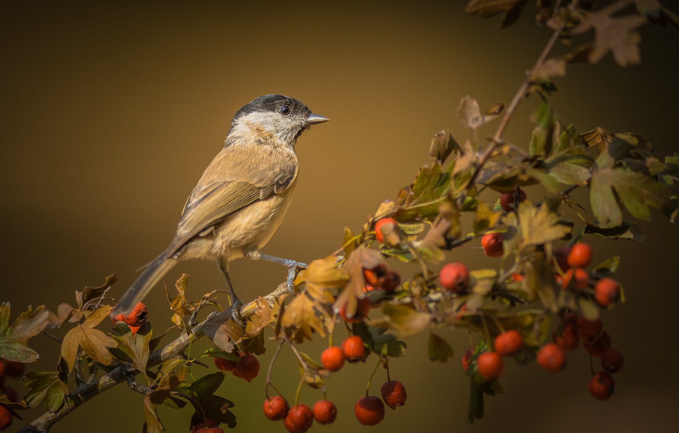 Wallpaper autumn, bird, branch image for desktop, section природа