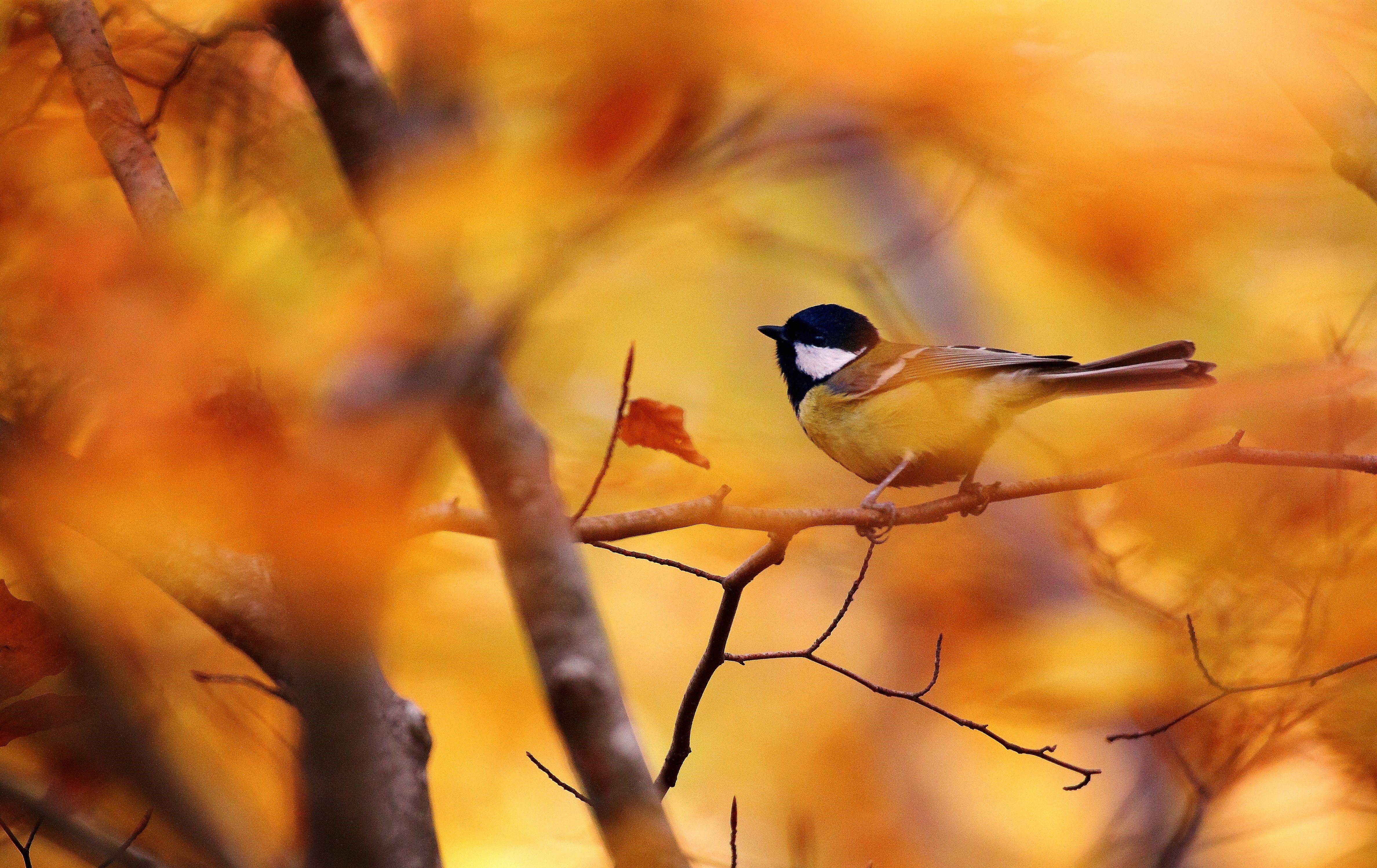 4K, Great Tit, Birds, Autumn. Mocah HD Wallpaper