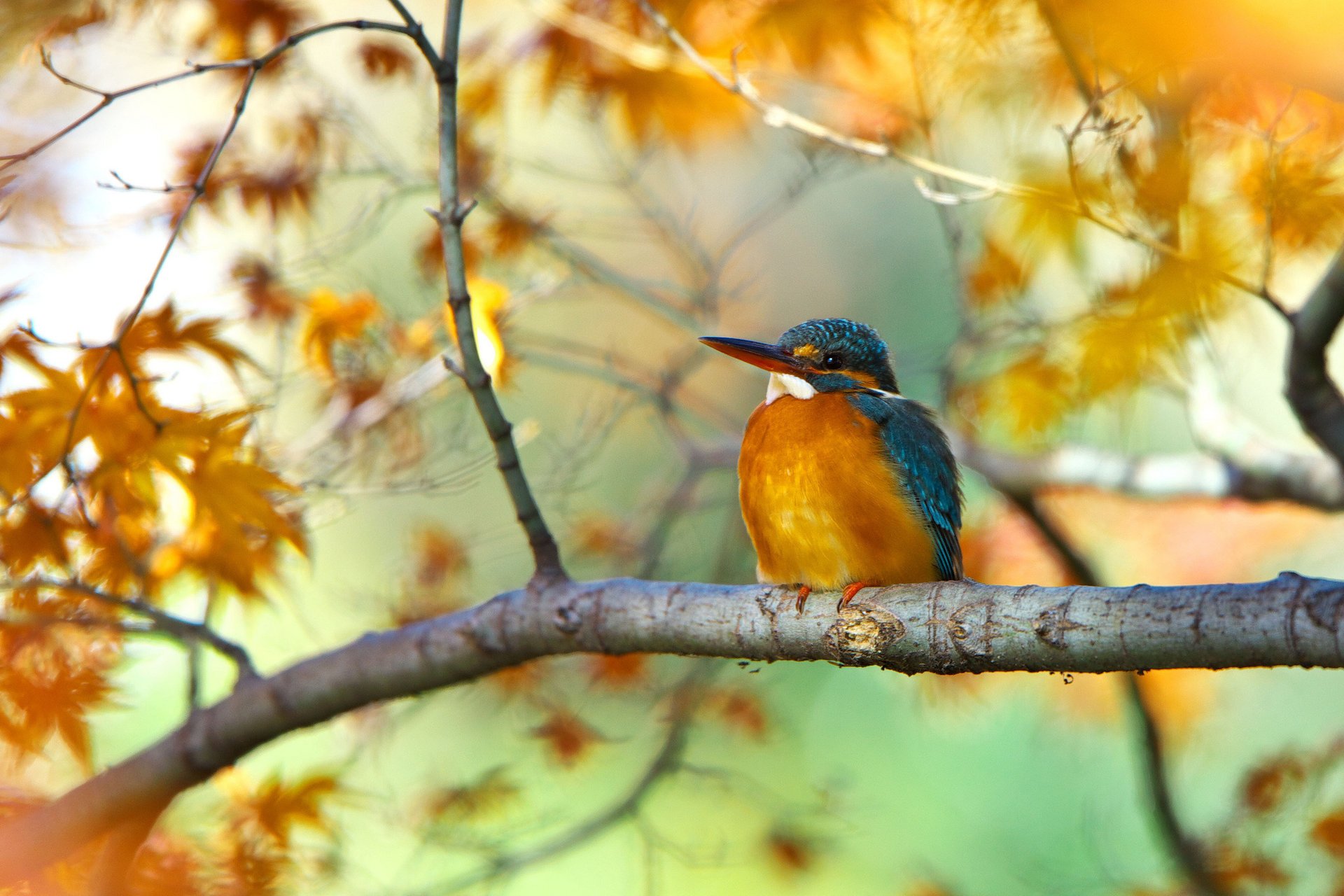 tree autumn bird branch leaves Kingfisher HD wallpaper