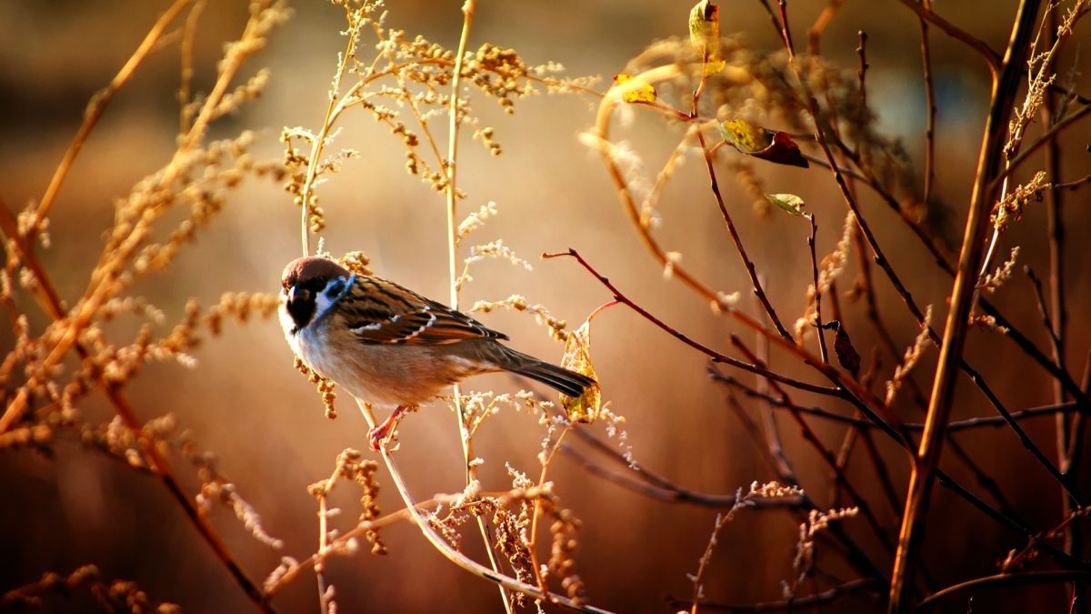 The Sparrow Apothegm. Beautiful bird wallpaper, Bird wallpaper, Beautiful birds