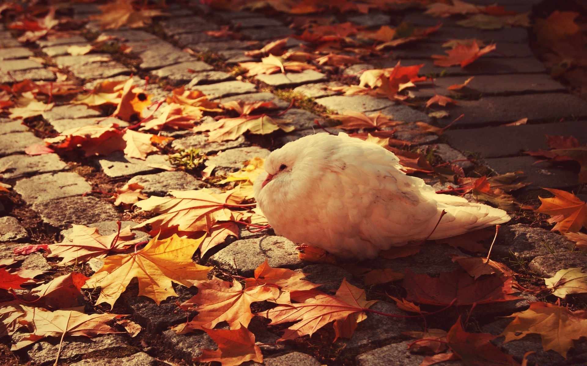 White Dove Autumn