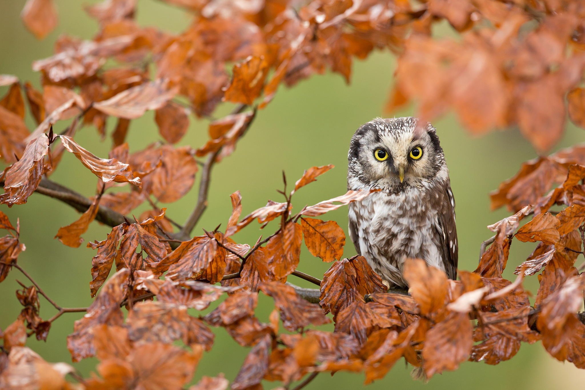 Leaves bird forest autumn owl branch wallpaperx1366