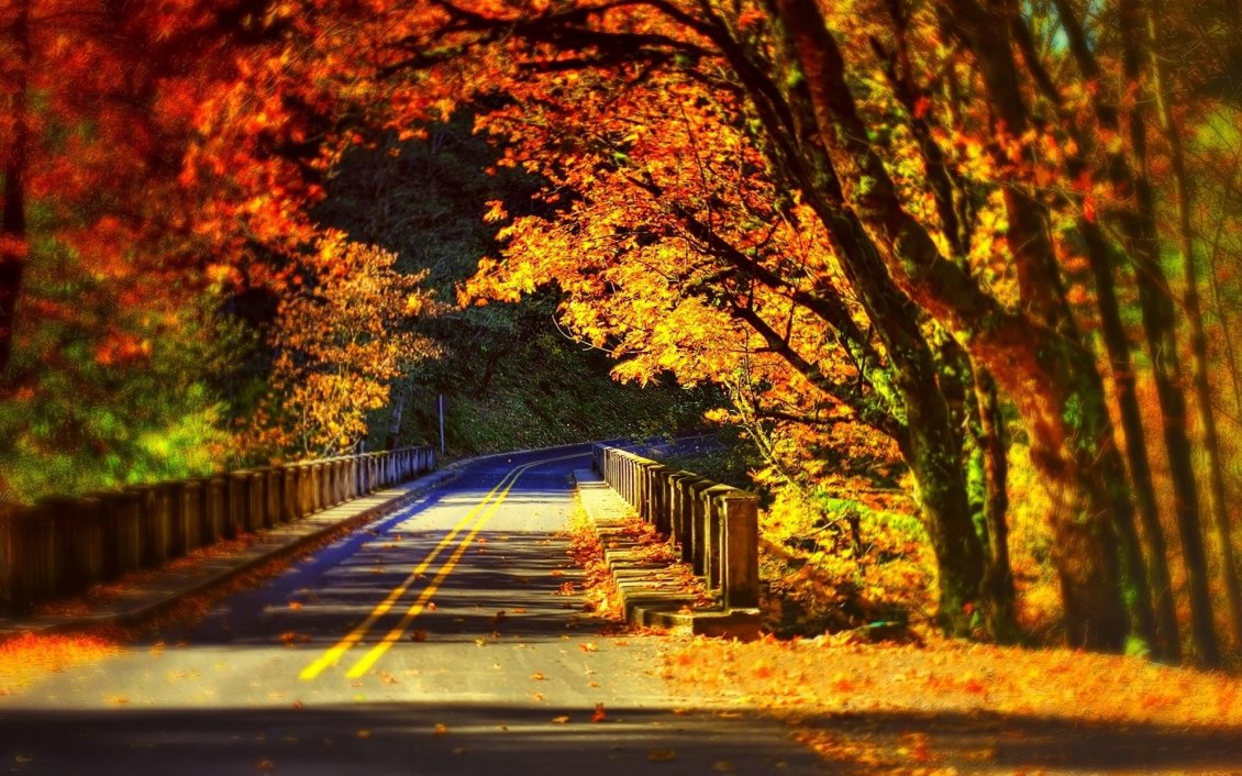 Tunnel Autumn trees sunny day Autumn season