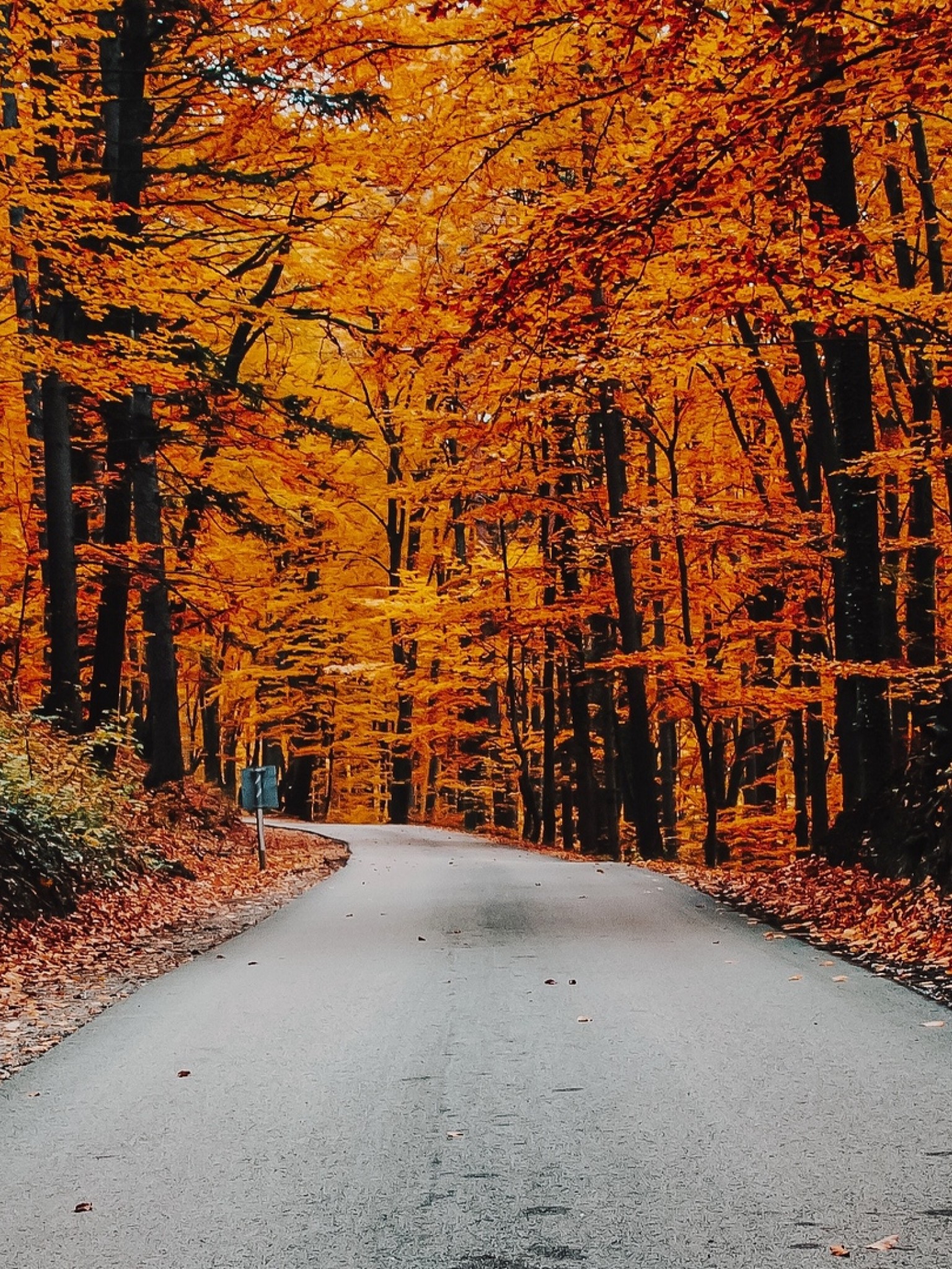 Autumn Day Phone Wallpapers Wallpaper Cave