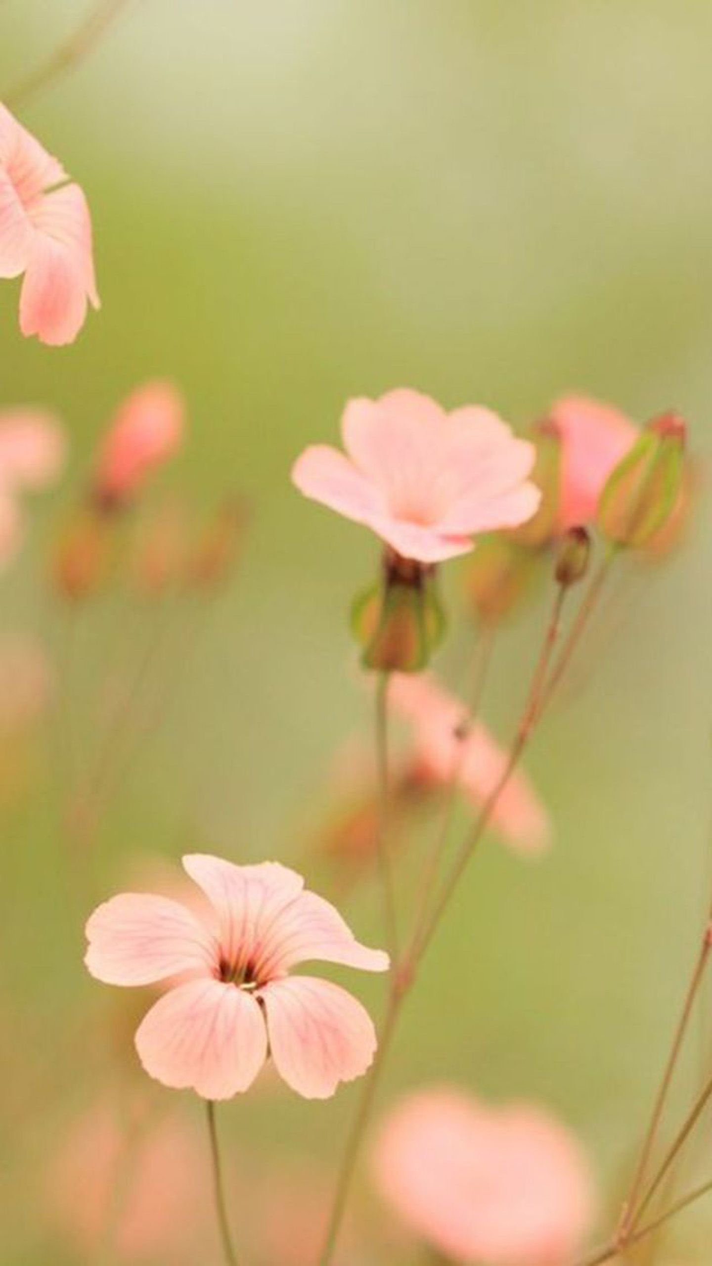 Samsung Flower Wallpaper