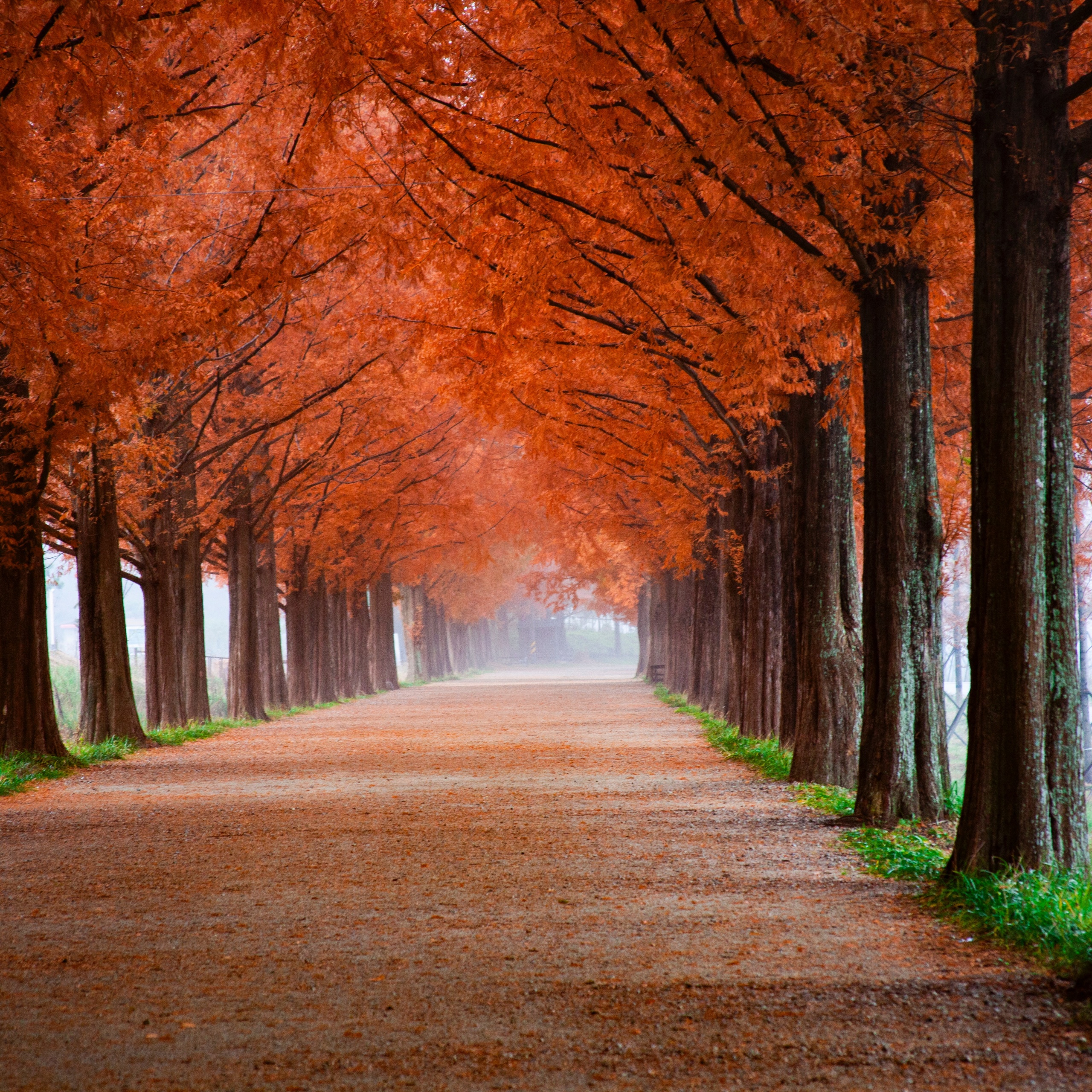 Autumn Wallpaper 4K, Trees, Path, Foggy, Mist, Morning, Fall, 5K, Nature