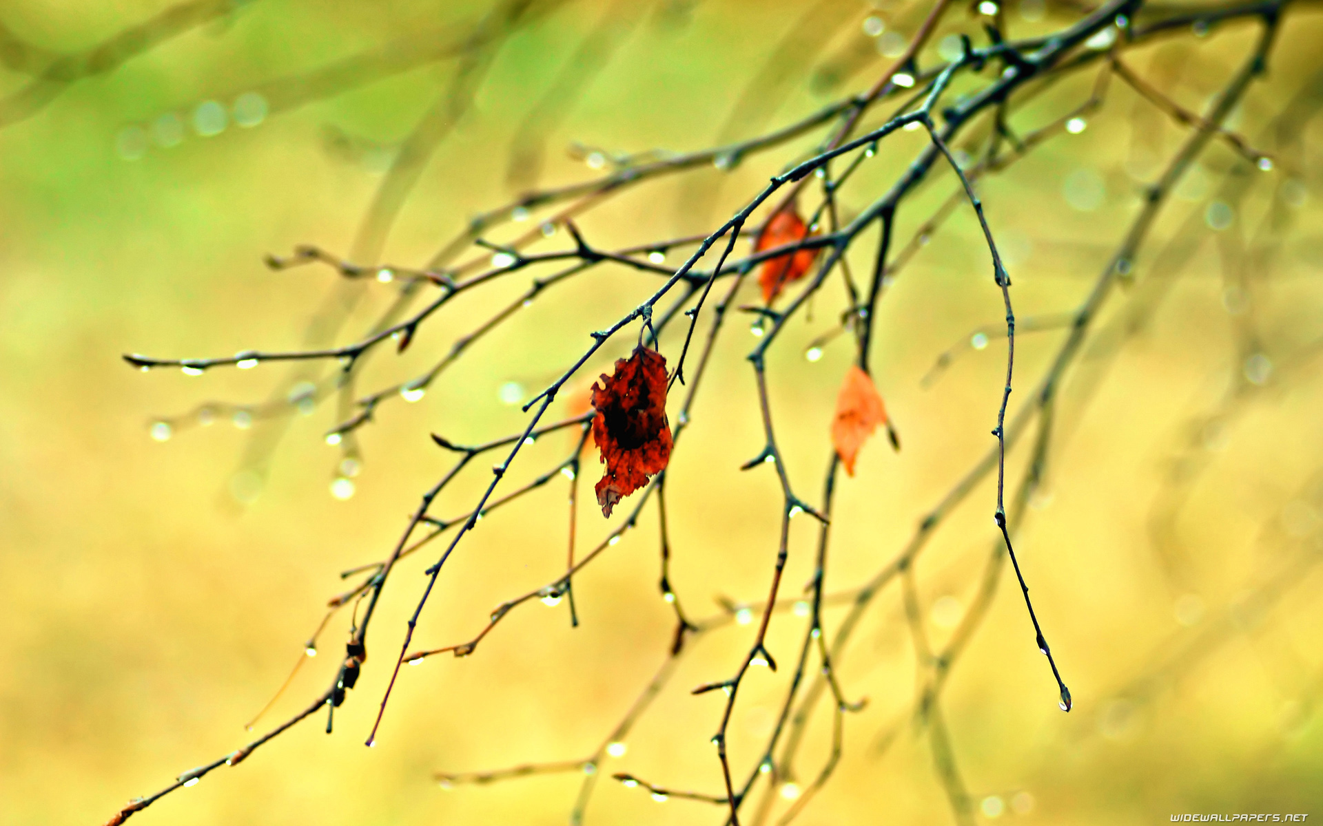 Autumn desktop wallpaper HD and wide wallpaper