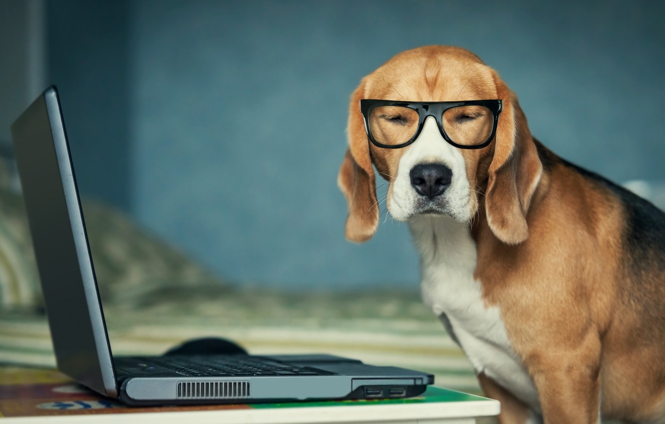 Wallpaper dog, glasses, laptop image for desktop, section собаки