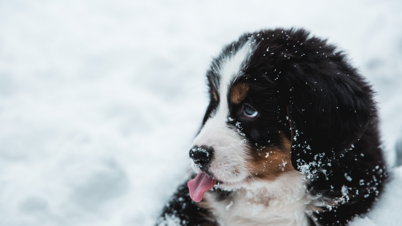 Download 1366x768 Cute Puppy, Snow, Tongue, Dog Wallpaper for Laptop, Notebook