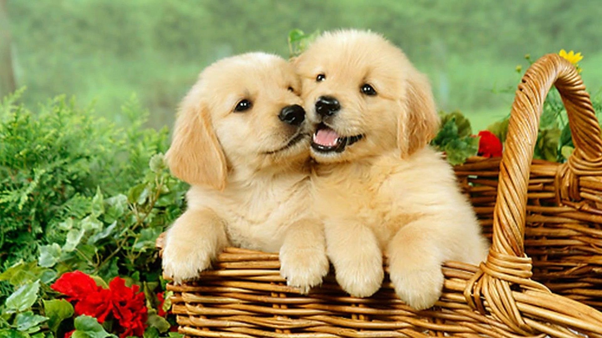 Cute Puppy Desktop Wallpaper