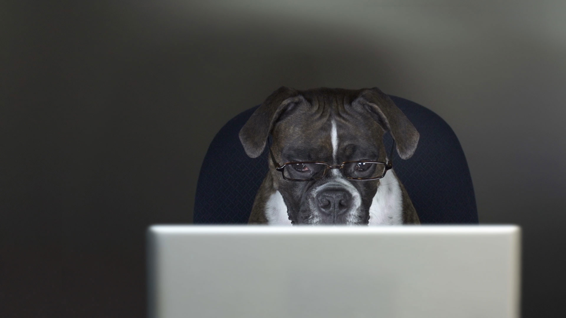 Laptop HD Wallpaper Dogs With Laptop
