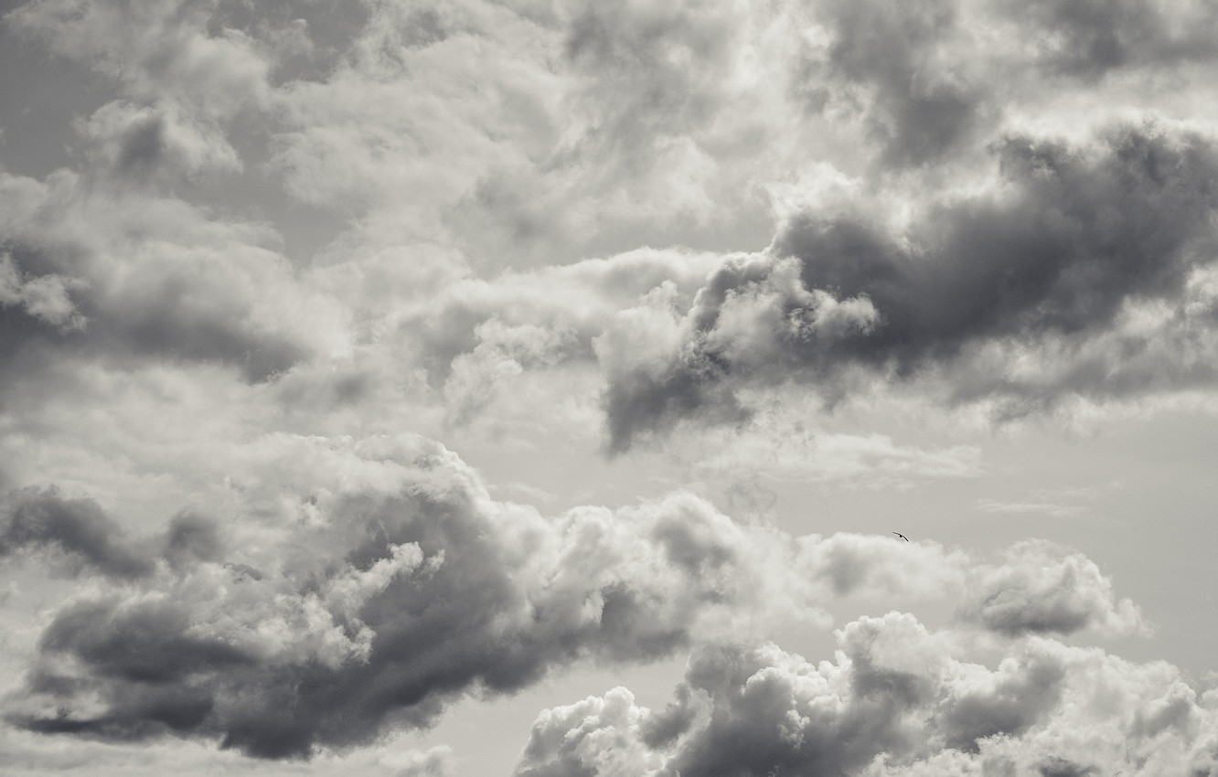 Wallpaper sky, bird, clouds image for desktop, section природа