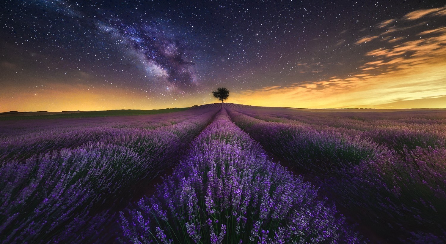 #lavender, #field, #trees, #clouds, #starry night, #photography, #lights, #landscape, #long exposure, #Milky Way, #nature, #flowers, wallpaper HD Wallpaper