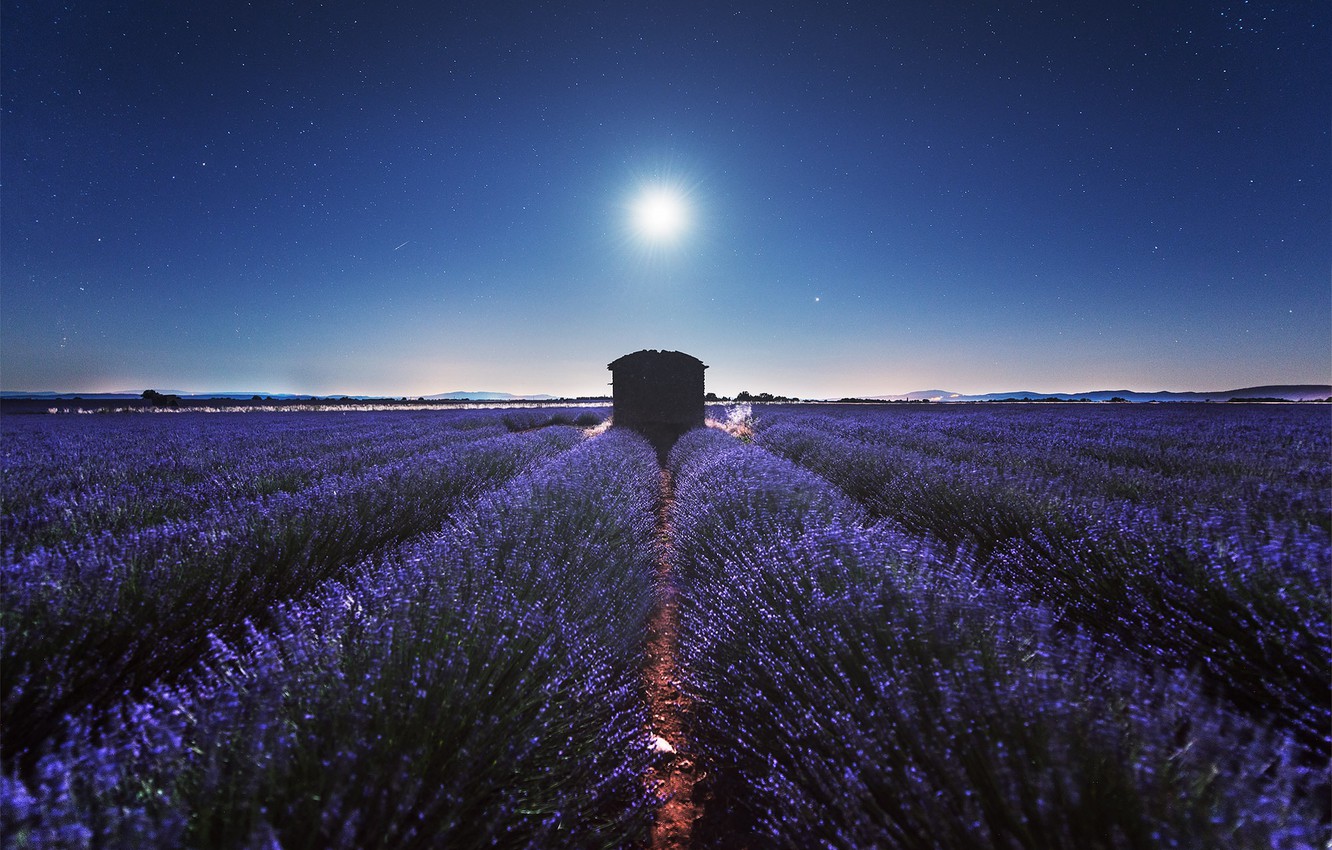 Wallpaper stars, night, the ranks, lavender, plantation, lavender field image for desktop, section пейзажи