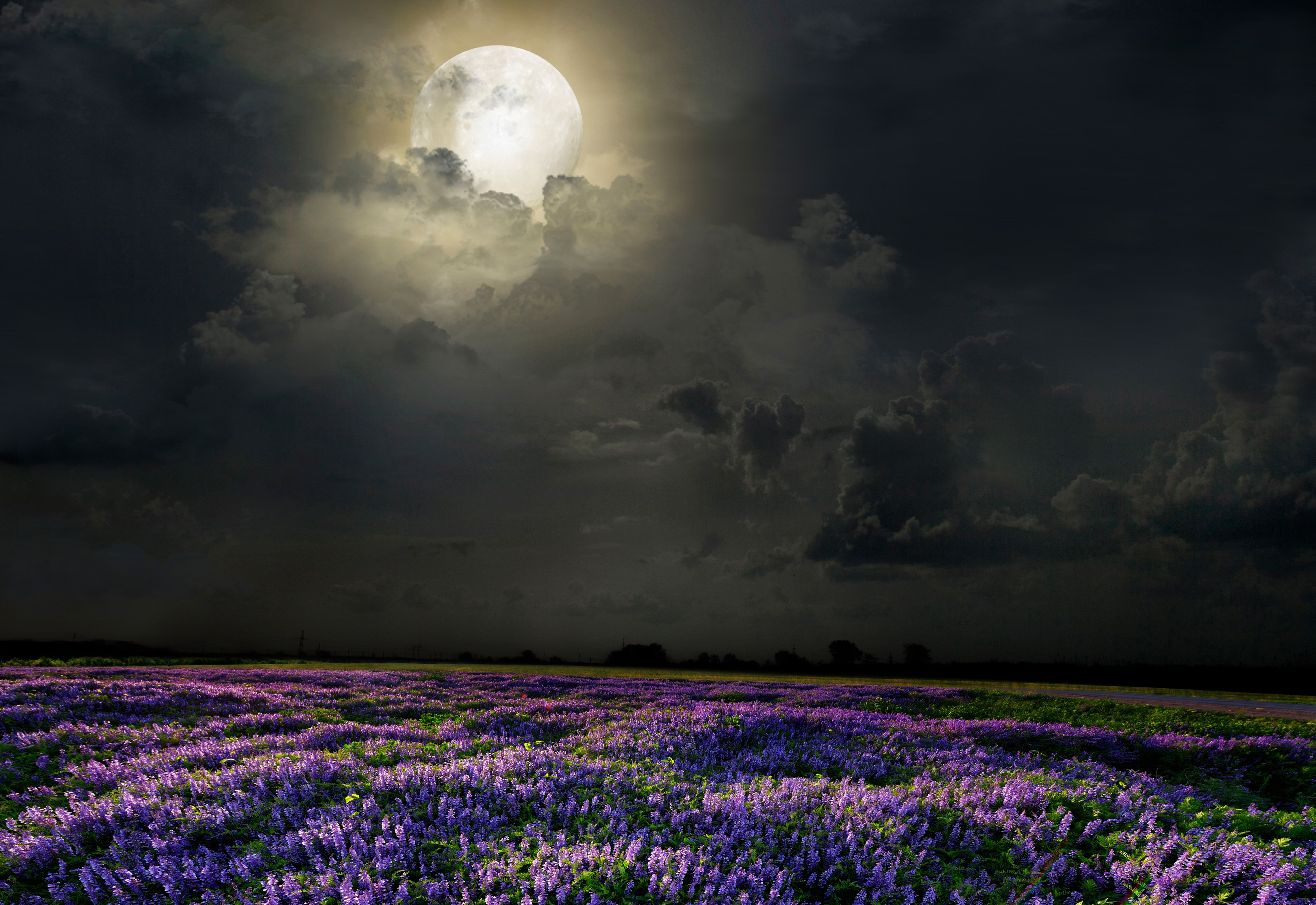 lavender plants #field #flowers #night the moon #lavender K #wallpaper #hdwallpaper #desktop. Field wallpaper, Lavender plant, Nature