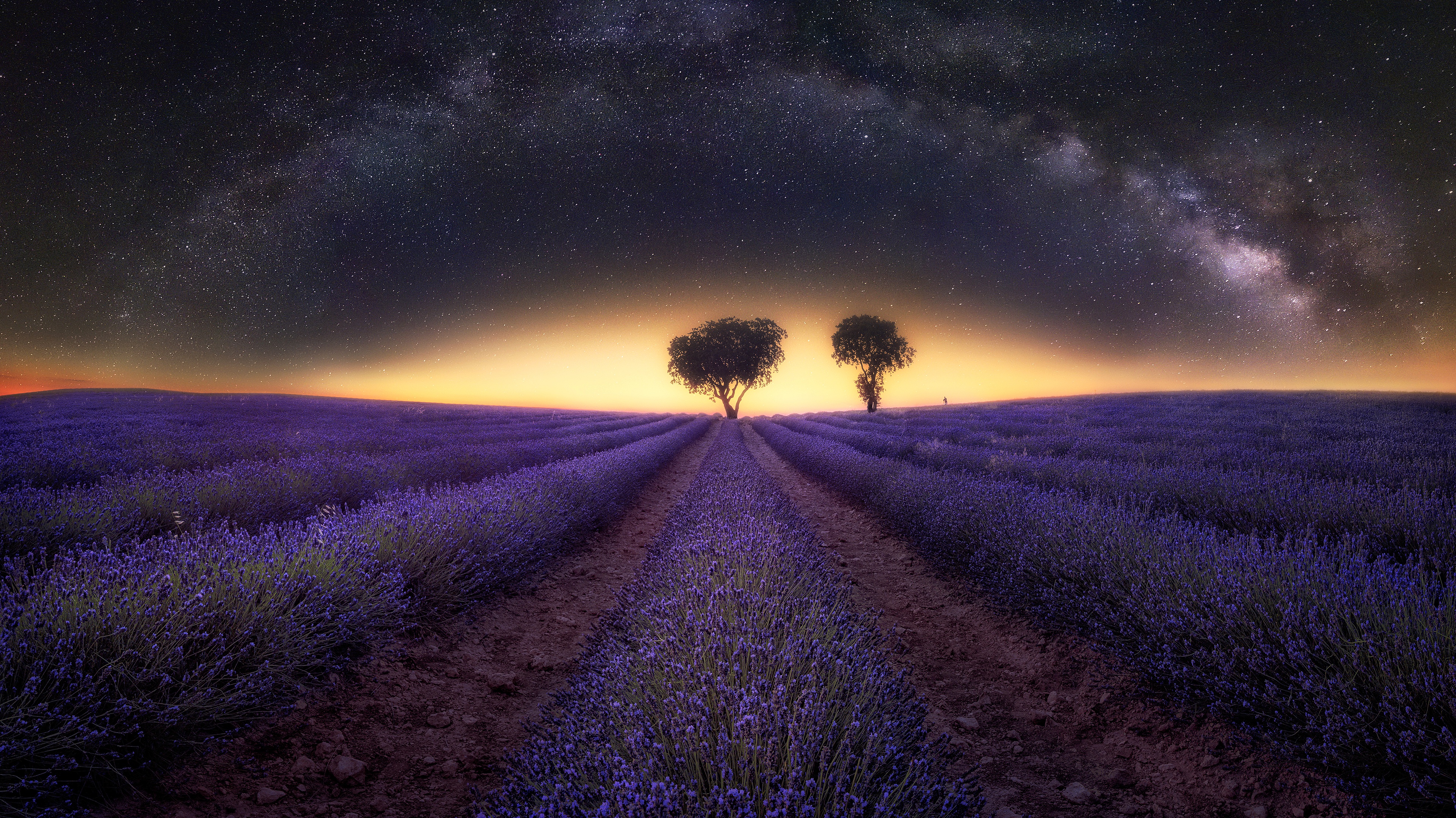 Field Flower Lavender Milky Way Night Purple Flower Starry Sky Stars Tree Wallpaper:3840x2160