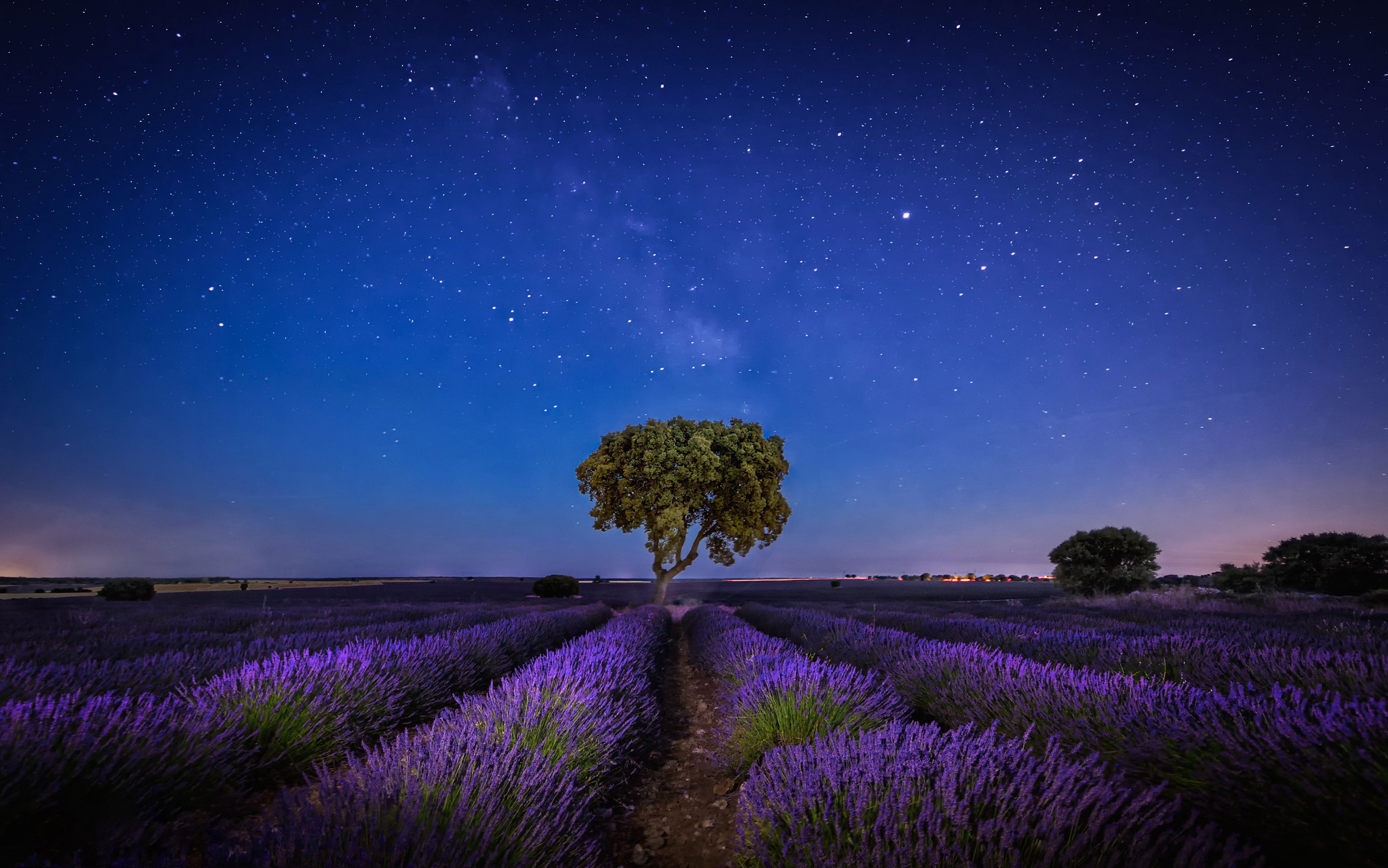 Lavender HD Wallpaper