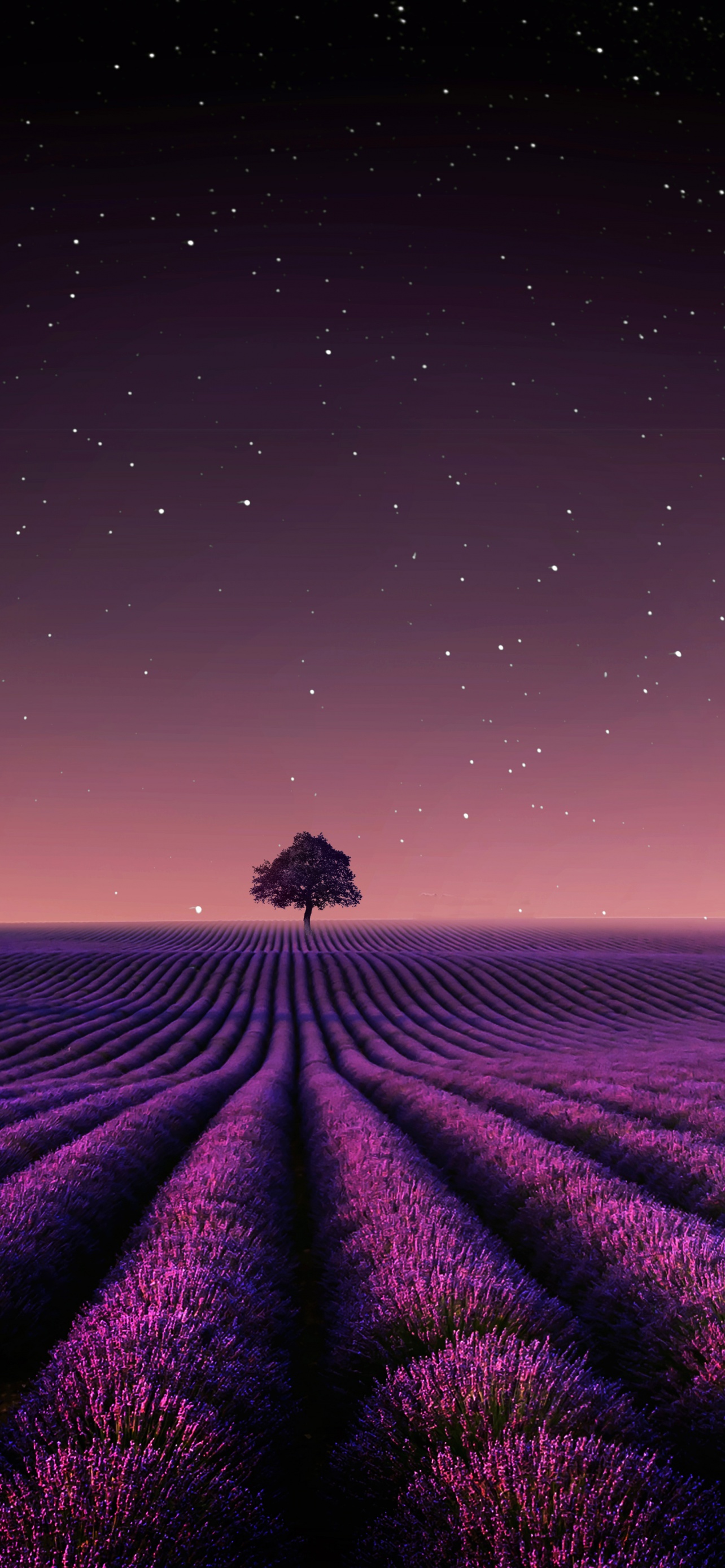 Lavender fields Wallpaper 4K, Solitude Tree, Nature