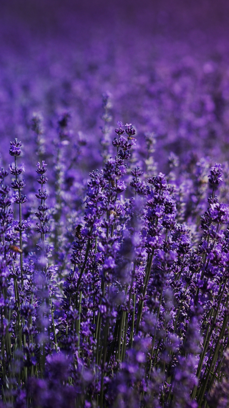 Download 750x1334 wallpaper blossom, lavender field, flowers, iphone 7, iphone 8, 750x1334 HD image, background, 21910