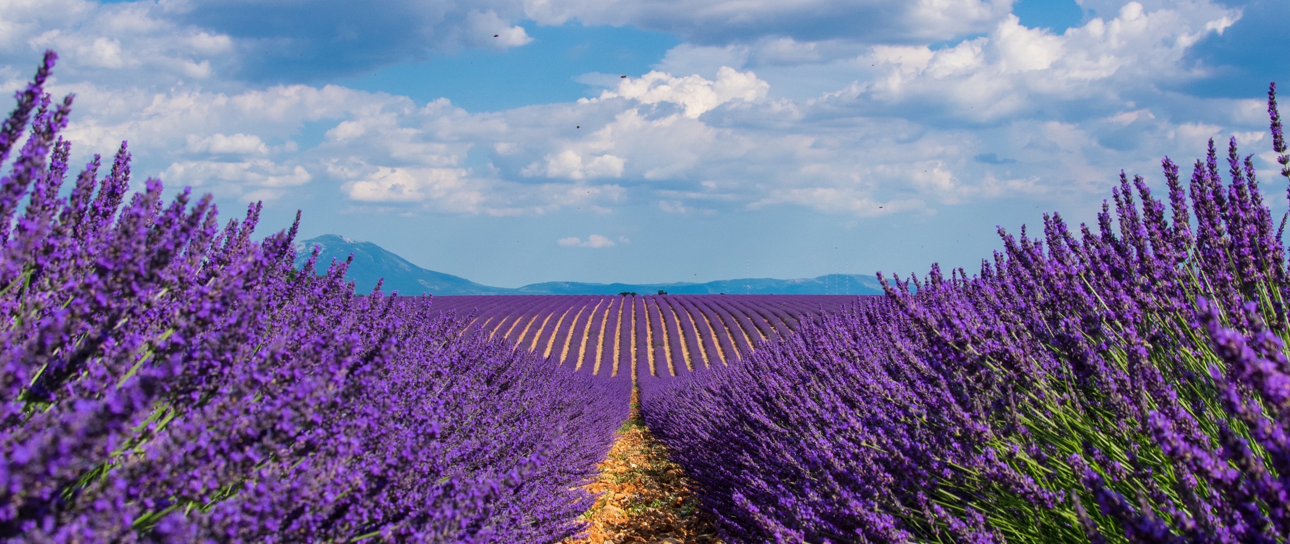 Wallpaper Lavender, Field, Sky, Bloom Field Wallpaper HD