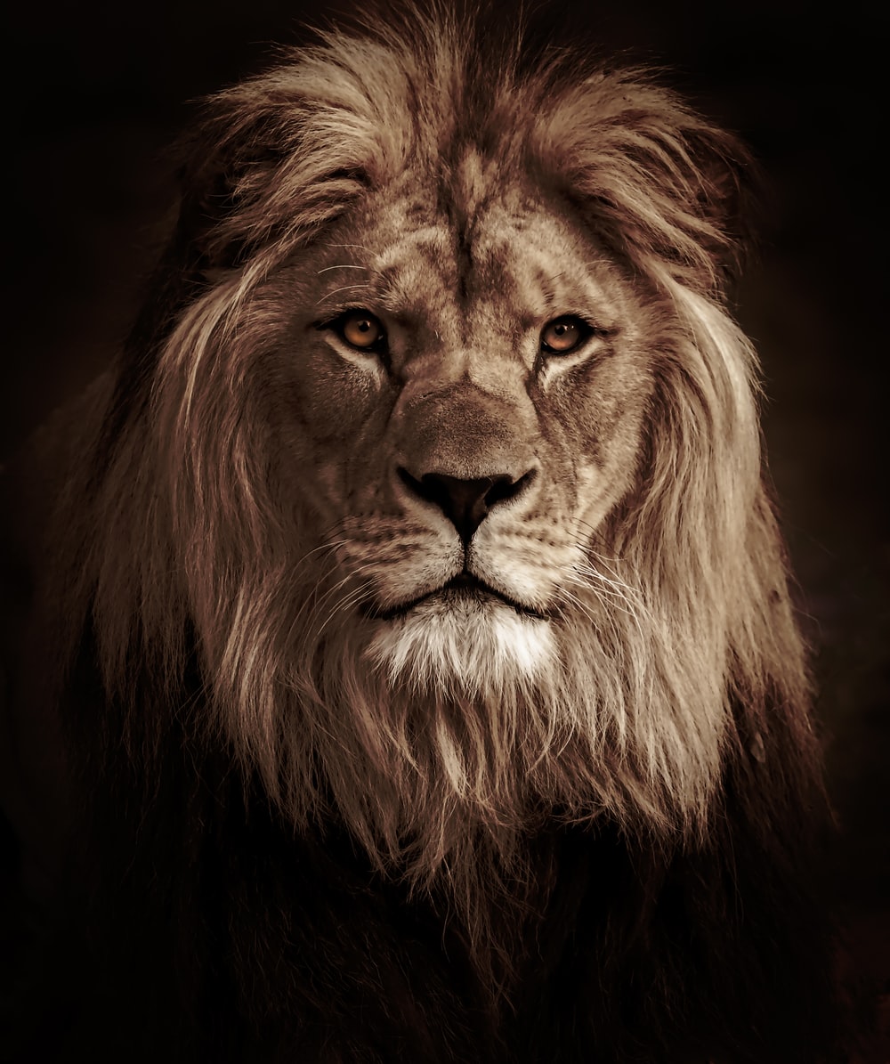 Lions Head Picture. Download Free Image