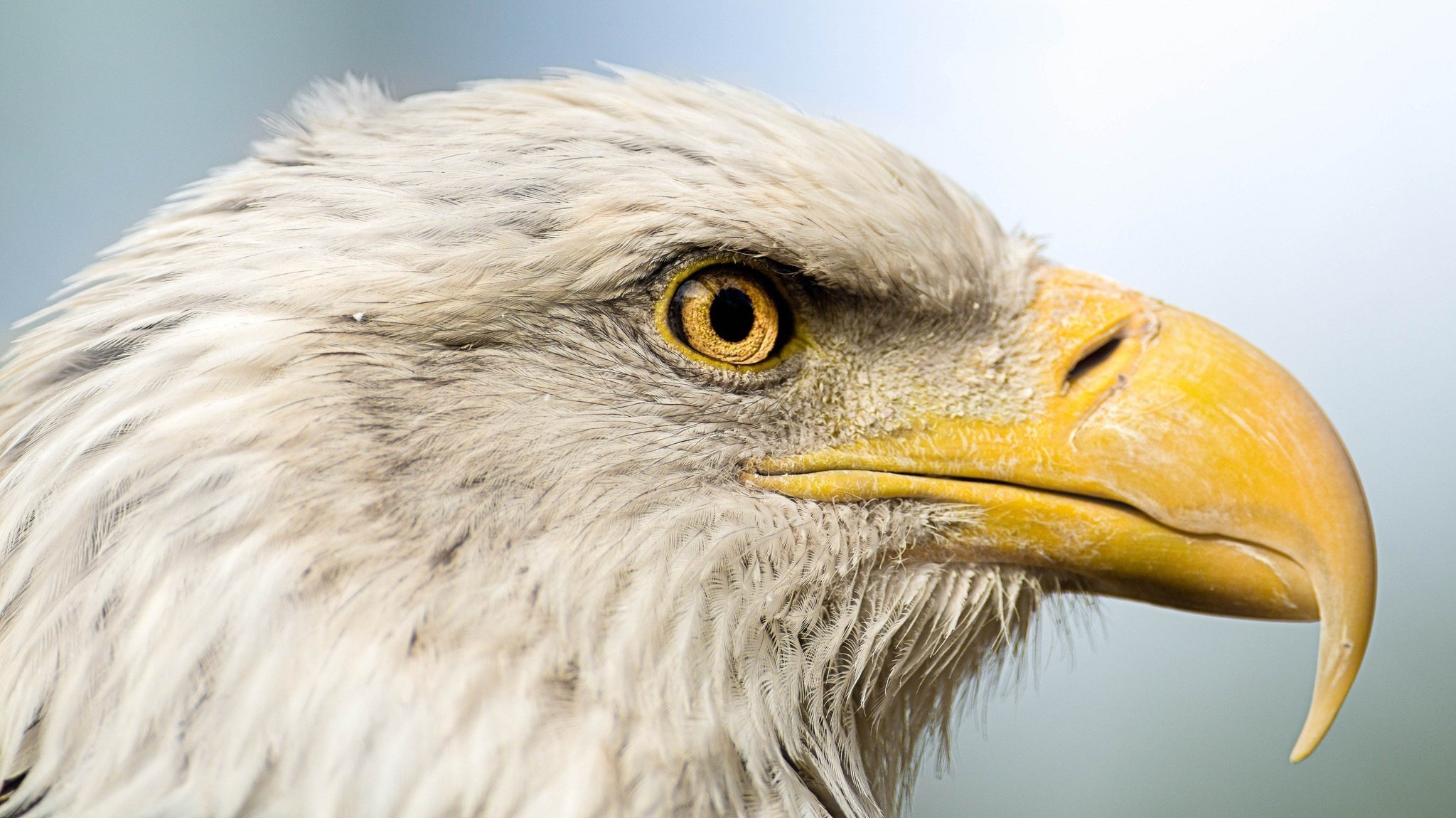 bird, Predator, Head, Profile, Beak, Portrait, Sky, Eagle Wallpaper HD / Desktop and Mobile Background