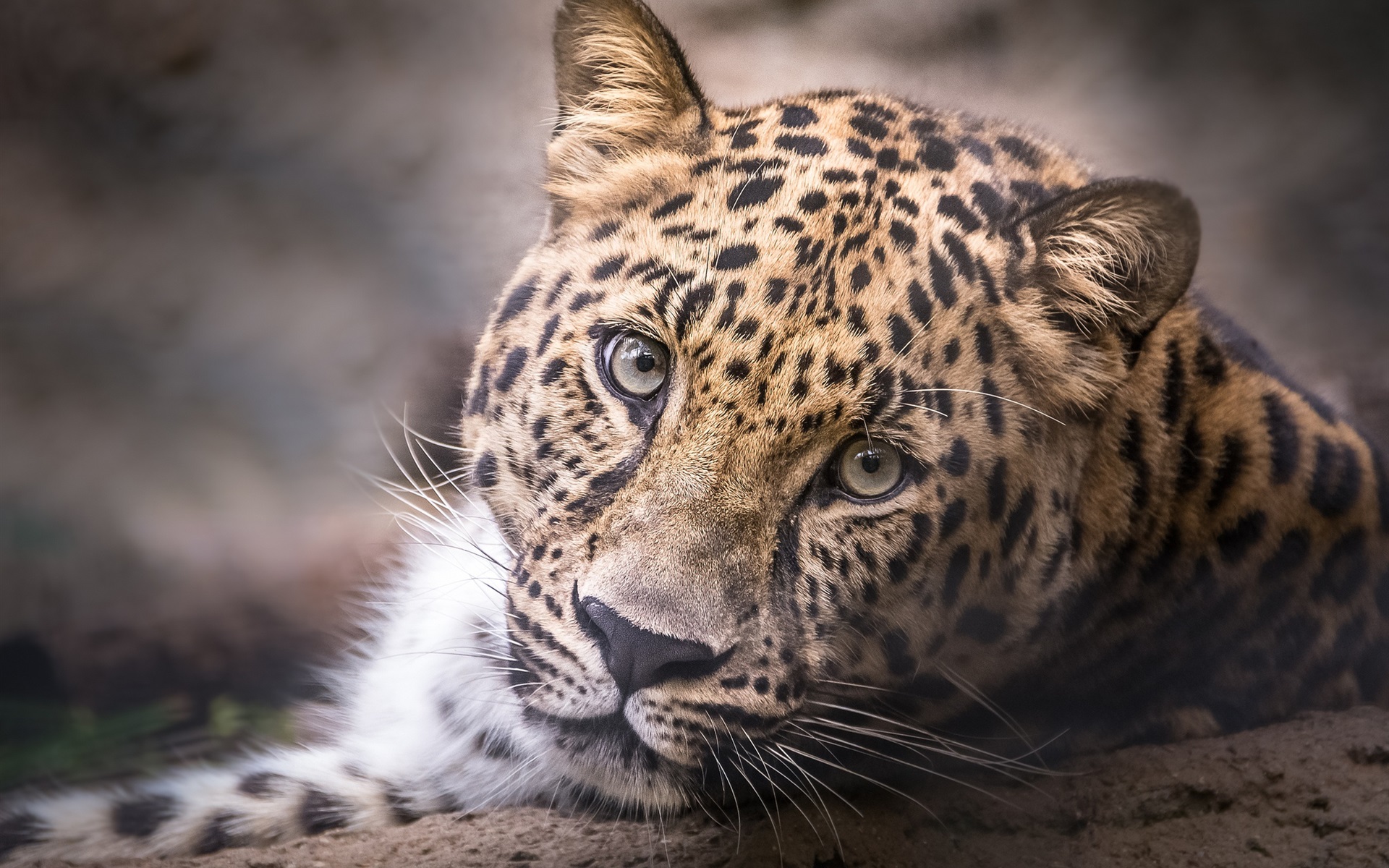 Wallpaper Leopard, head, face, portrait 1920x1200 HD Picture, Image