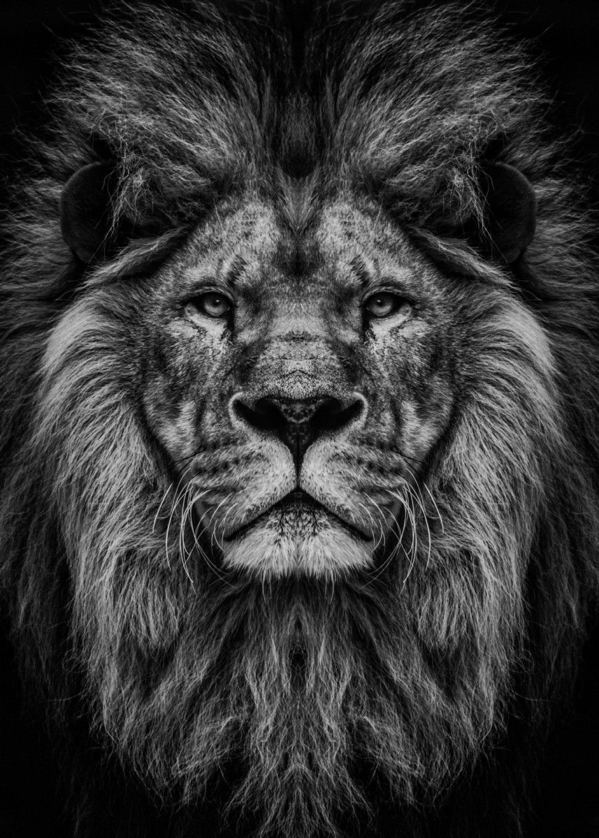 wild lion head ' Poster by MK studio. Displate. Lion image, Lion picture, Lion wallpaper