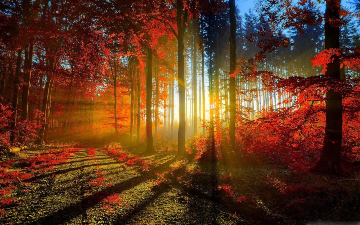 Romantic Autumn Wallpaper for Android