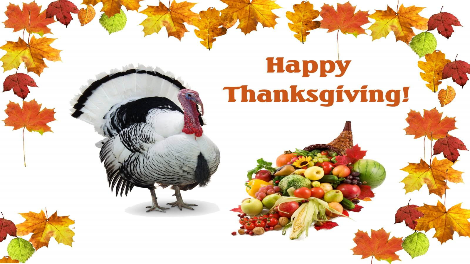 Happy Thanksgiving Day Turkey Desktop Wallpaper