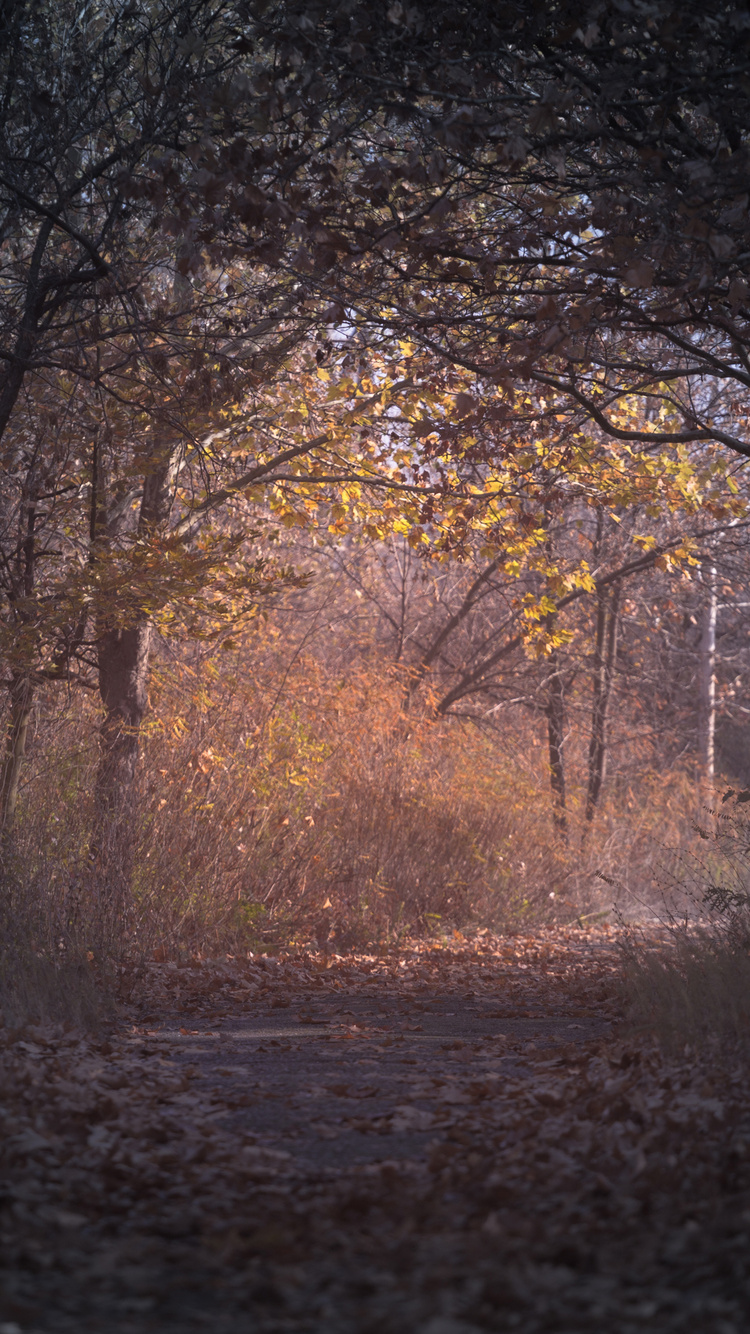 Trees Branch Pathway Dark Autumn Forest Backlit iPhone 6, iPhone 6S, iPhone 7 HD 4k Wallpaper, Image, Background, Photo and Picture