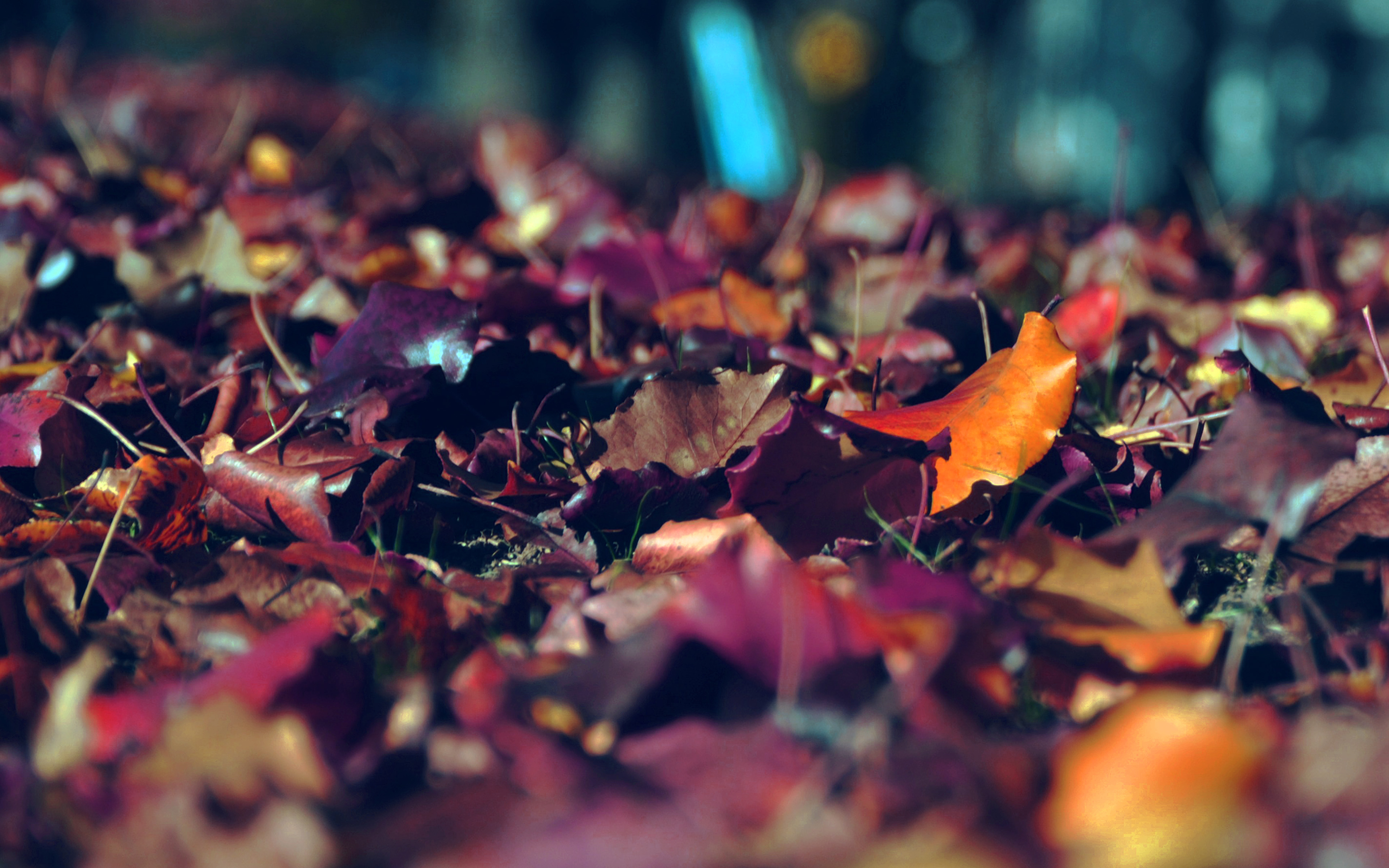 Free Download Cool Dark Autumn Wallpaper 4k