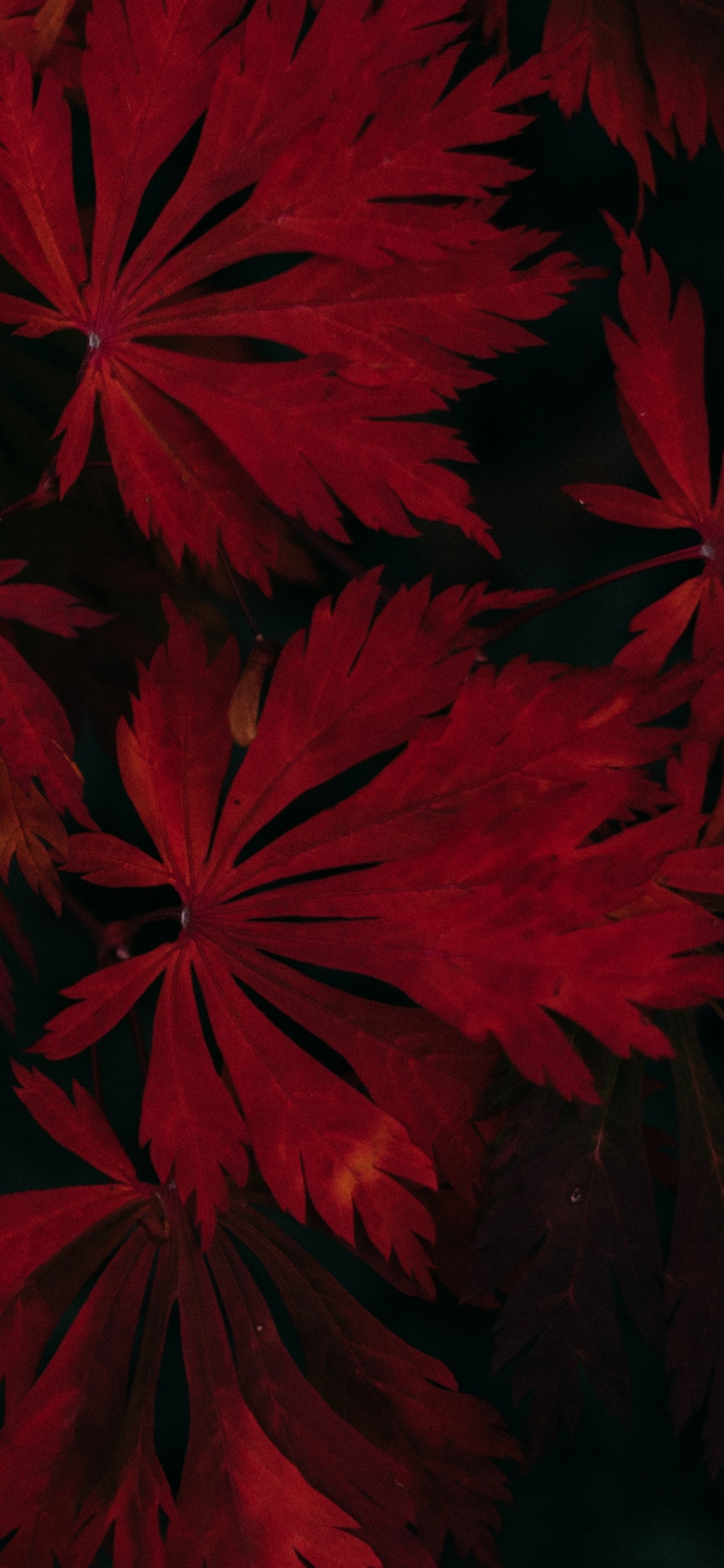 Leaf Dark Vignette Autumn Fall 4k iPhone XS, iPhone 10, iPhone X HD 4k Wallpaper, Image, Background, Photo and Picture