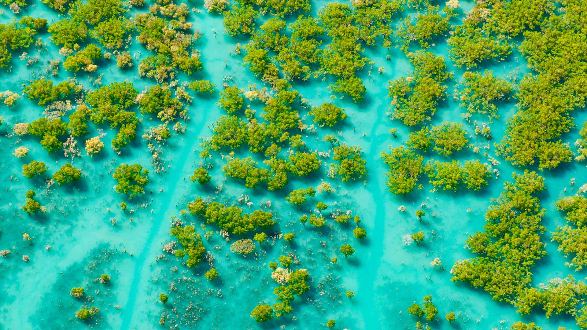 Magnificent mangroves