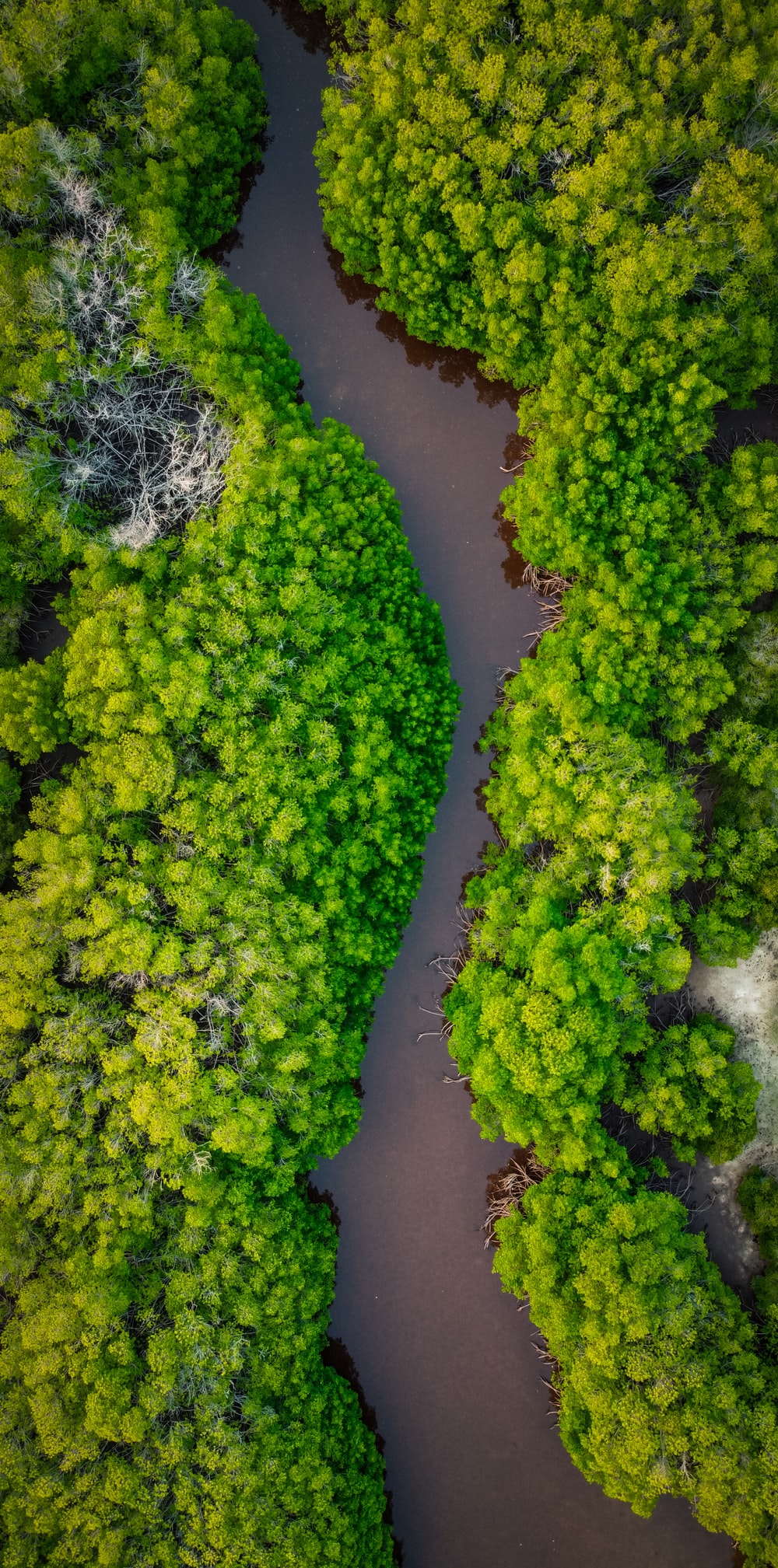 Mangrove Forest Picture. Download Free Image
