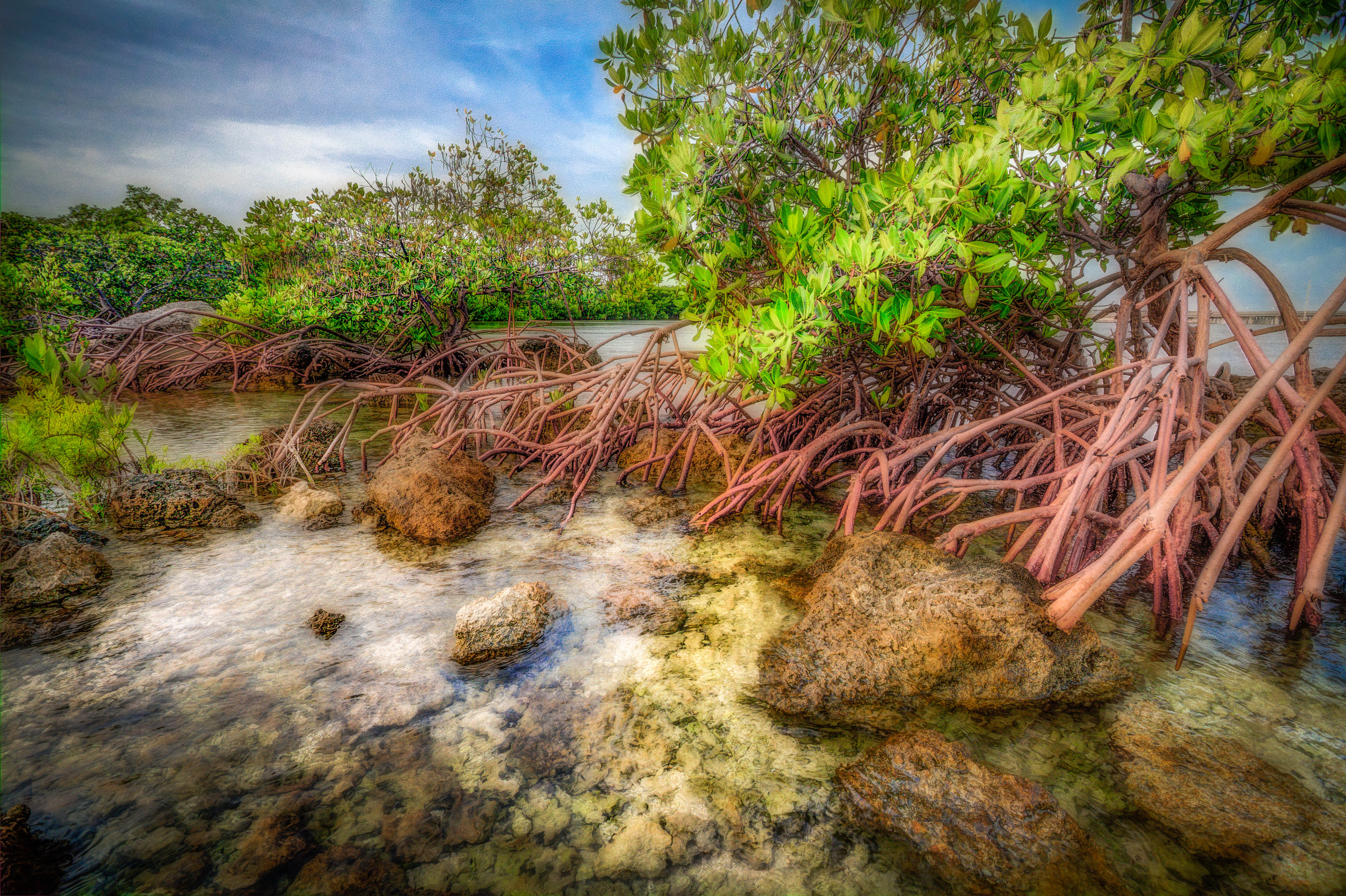 Wallpaper, November, red, water, coral, Honda, keys, rocks, Florida, salt, roots, mangrove, bahia, seashore, HDR, prop 5013x3339